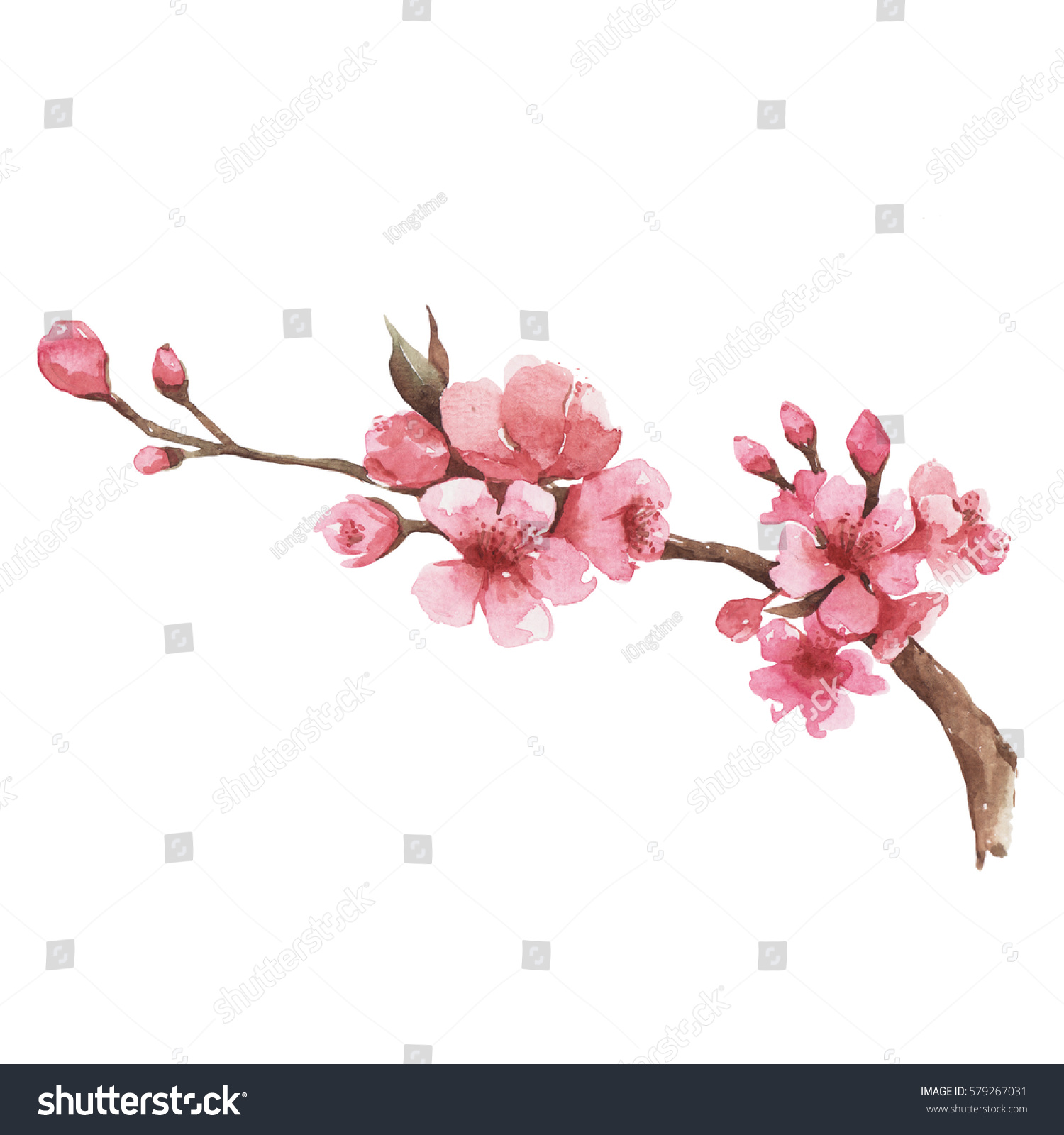 Branch Cherry Blossom Watercolor Painting Isolated Stock Illustration ...