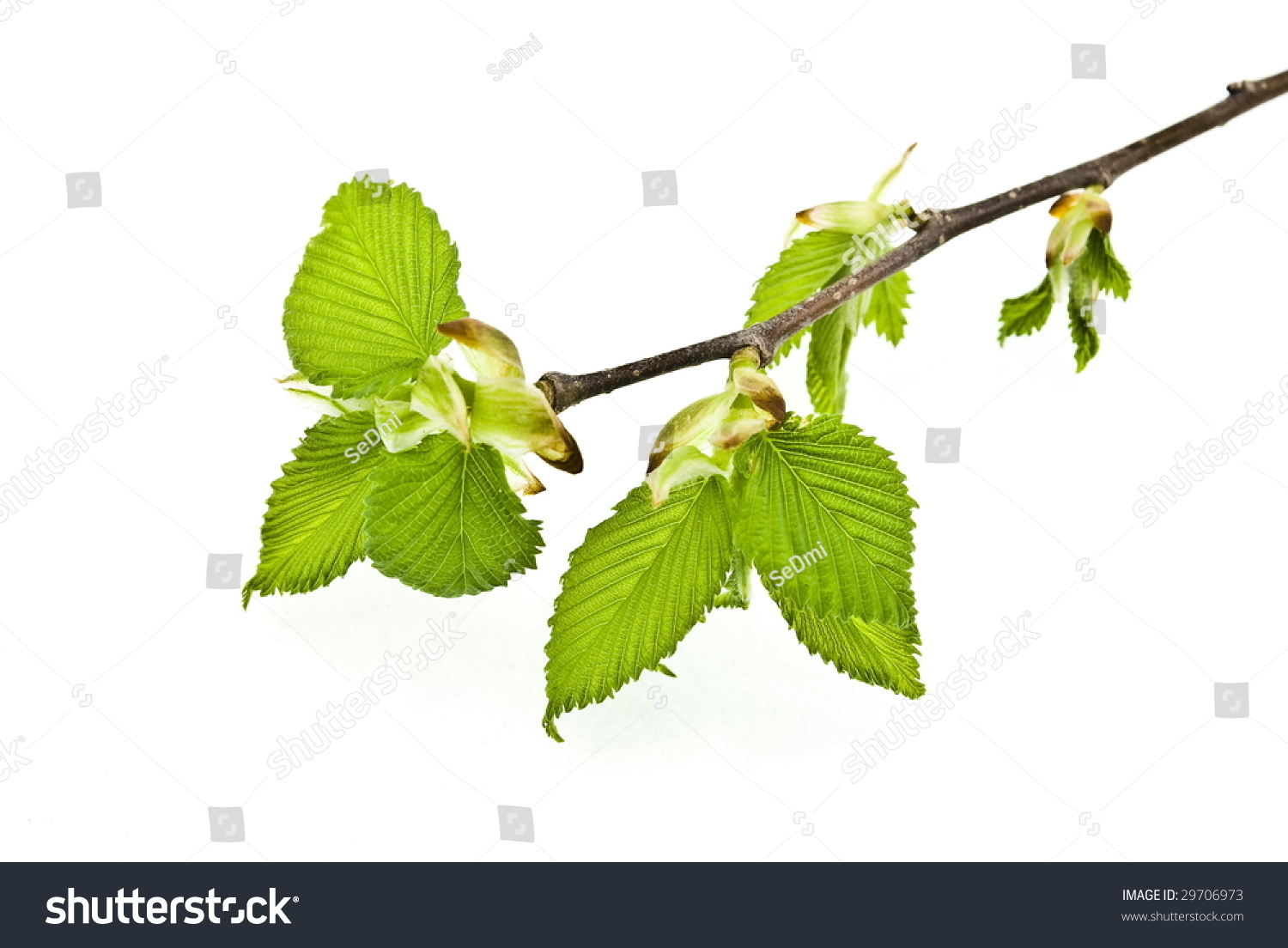 Branch Of Elm Tree With Spring Buds On White Background Stock Photo ...