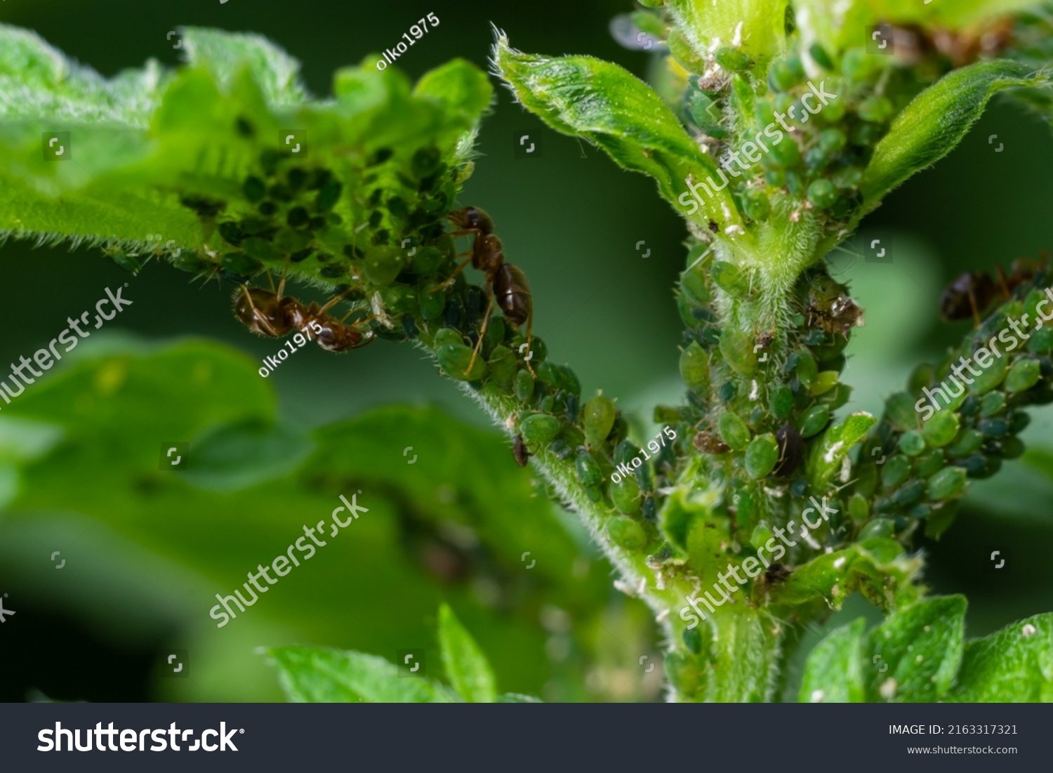 620 Yellow aphids on branch Images, Stock Photos & Vectors | Shutterstock