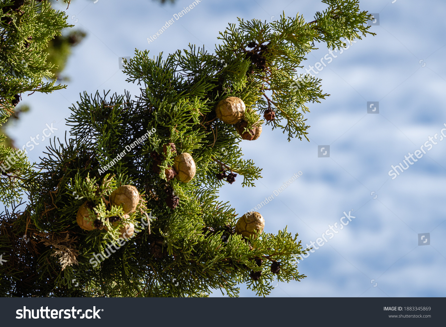 7,720 Cypress tree cones Images, Stock Photos & Vectors | Shutterstock