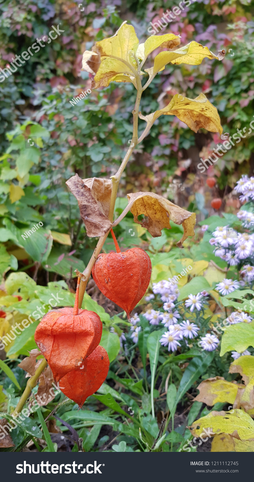 Branch Physalis Alkekengi Winter Cherry Seeds Stock Photo Edit Now Branch Physalis Alkekengi Winter Cherry Seeds Stock Photo Edit Now