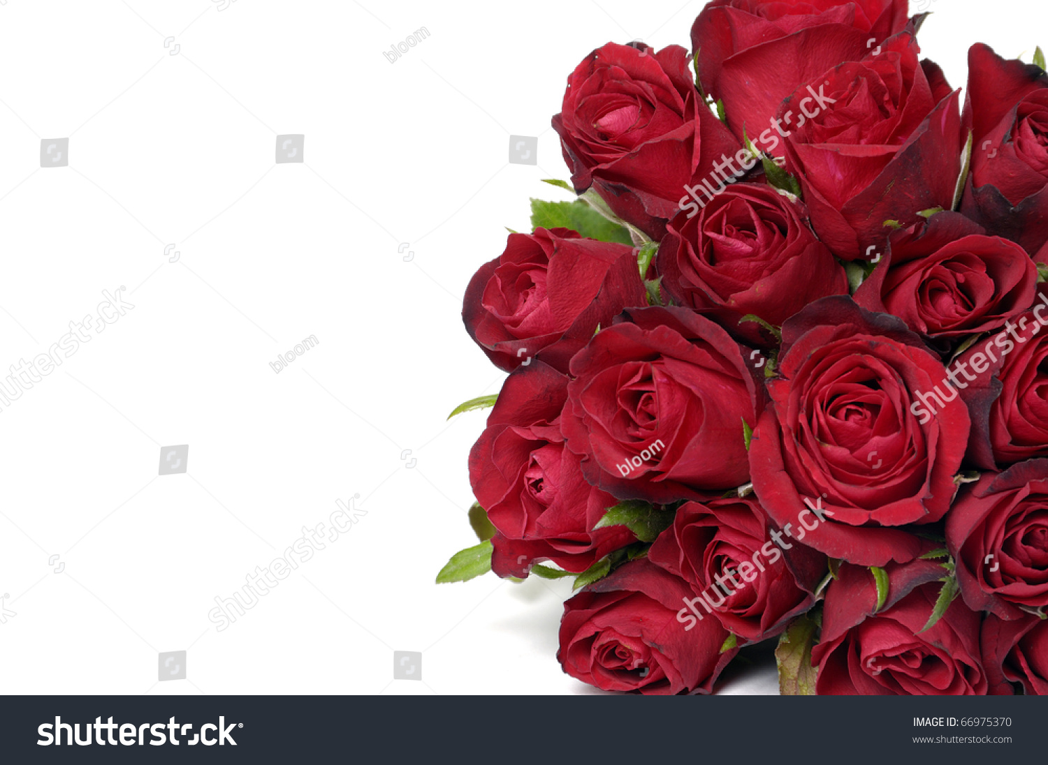 Branch Of Red Roses Stock Photo 66975370 Shutterstock Branch Of Red Roses Stock Photo 66975370 Shutterstock