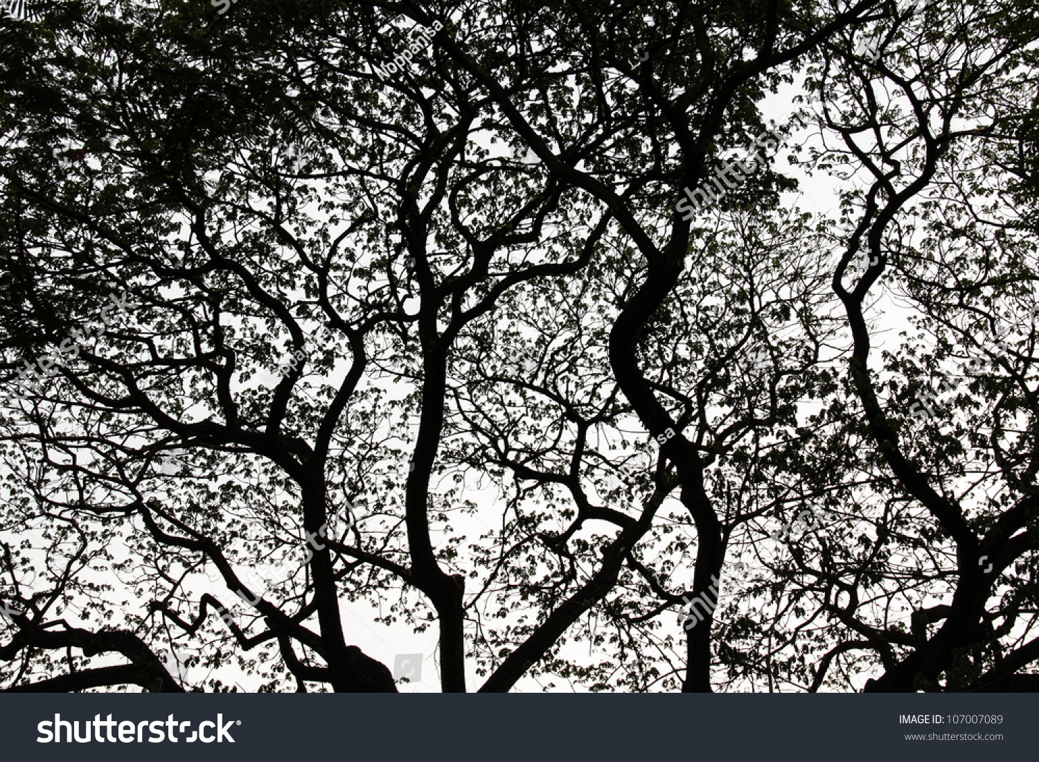 Branch Tree Black White Stock Photo 107007089 - Shutterstock