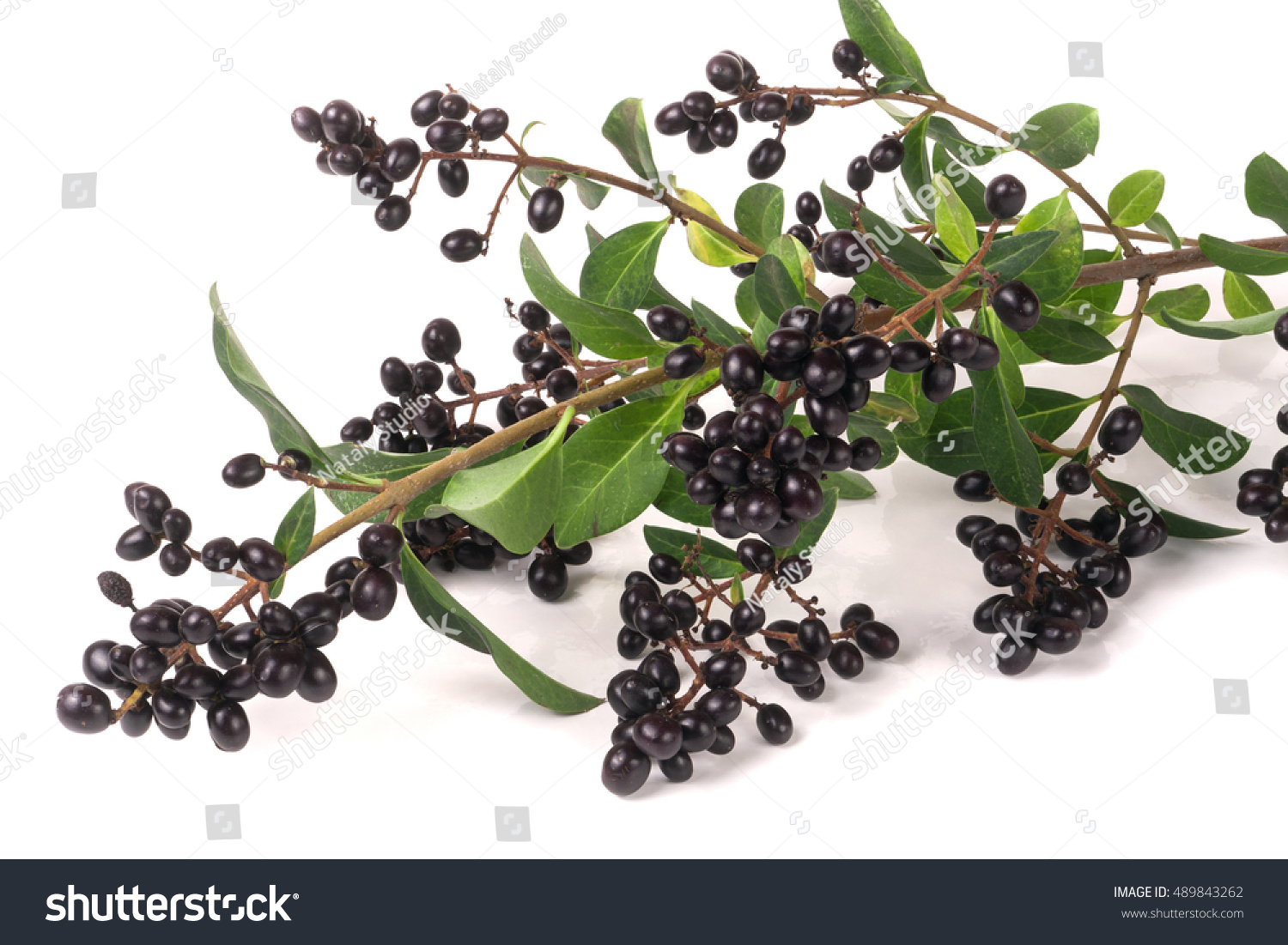 3,817 Privet berry Images, Stock Photos & Vectors | Shutterstock