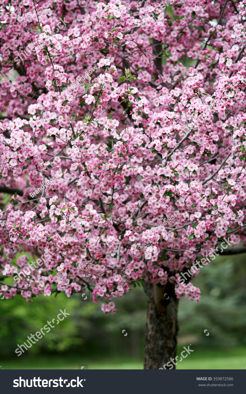 Brandywine Crabapple Tree Bloom Stock Photo Edit Now 359872586