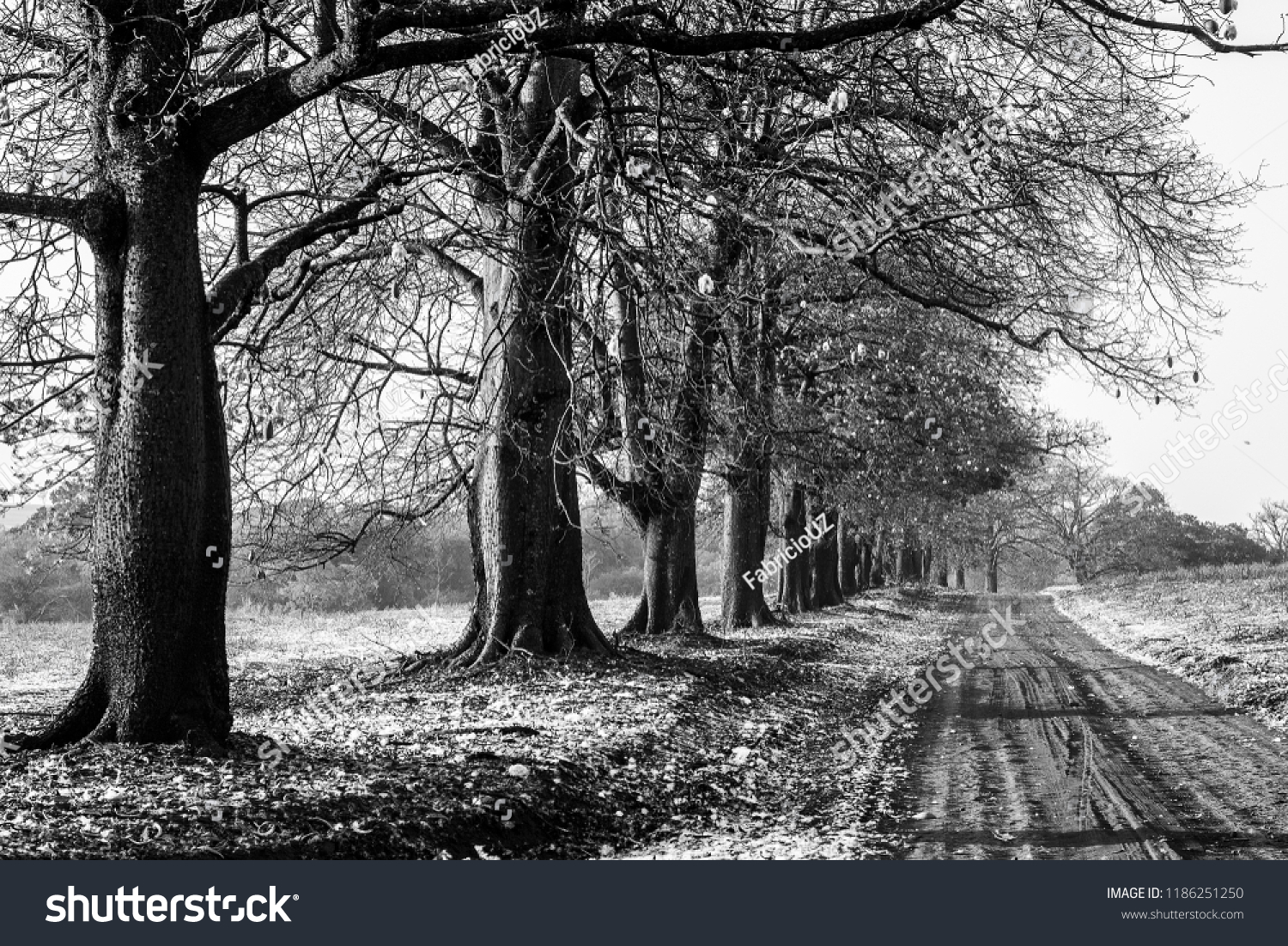 Brazilian Kapok Tree Stock Photo 1186251250 | Shutterstock