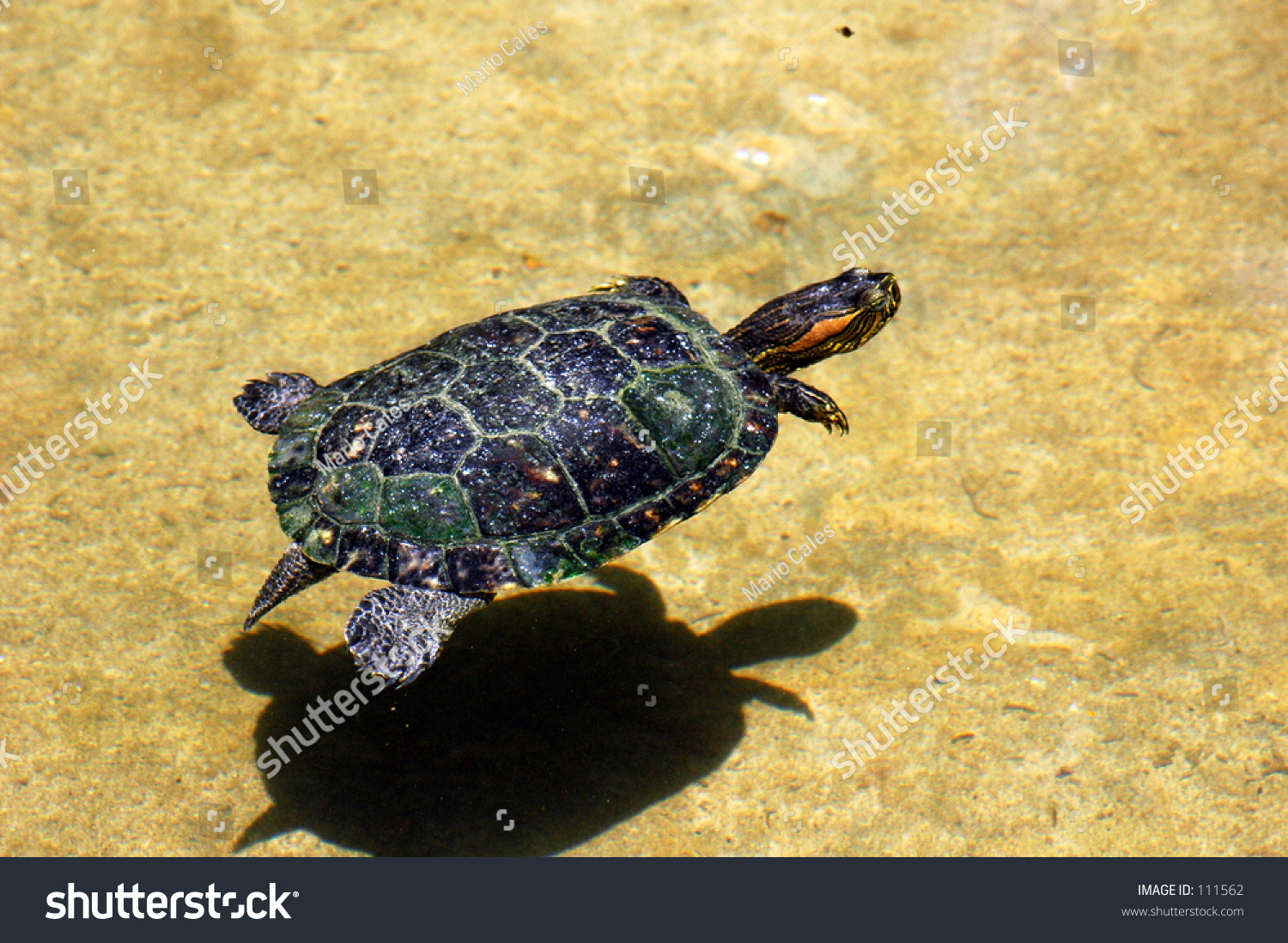 Brazilian Turtle Stock Photo 111562 : Shutterstock