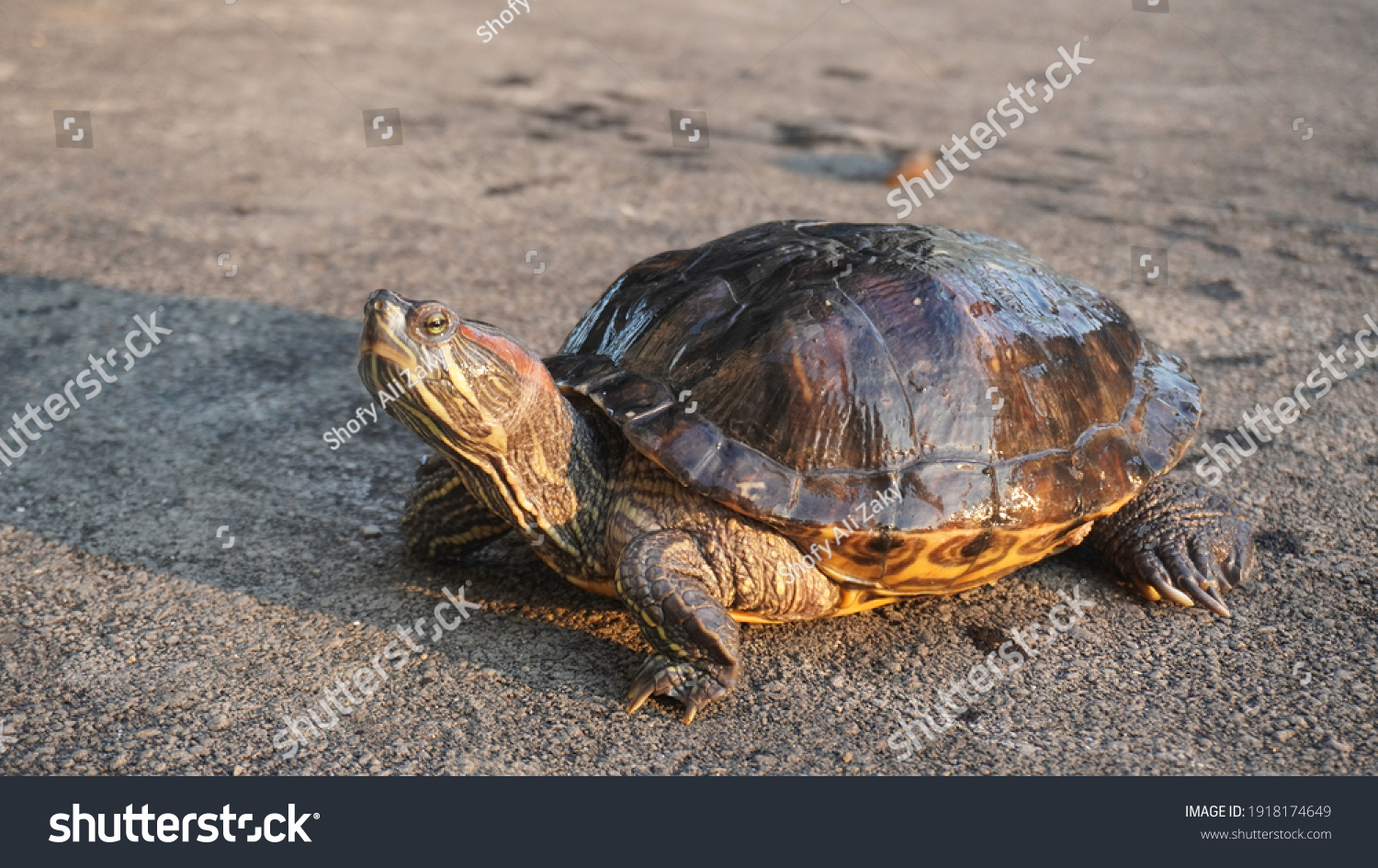 Brazilian Turtle Pictures Taken Indonesia 2020 Stock Photo 1918174649 