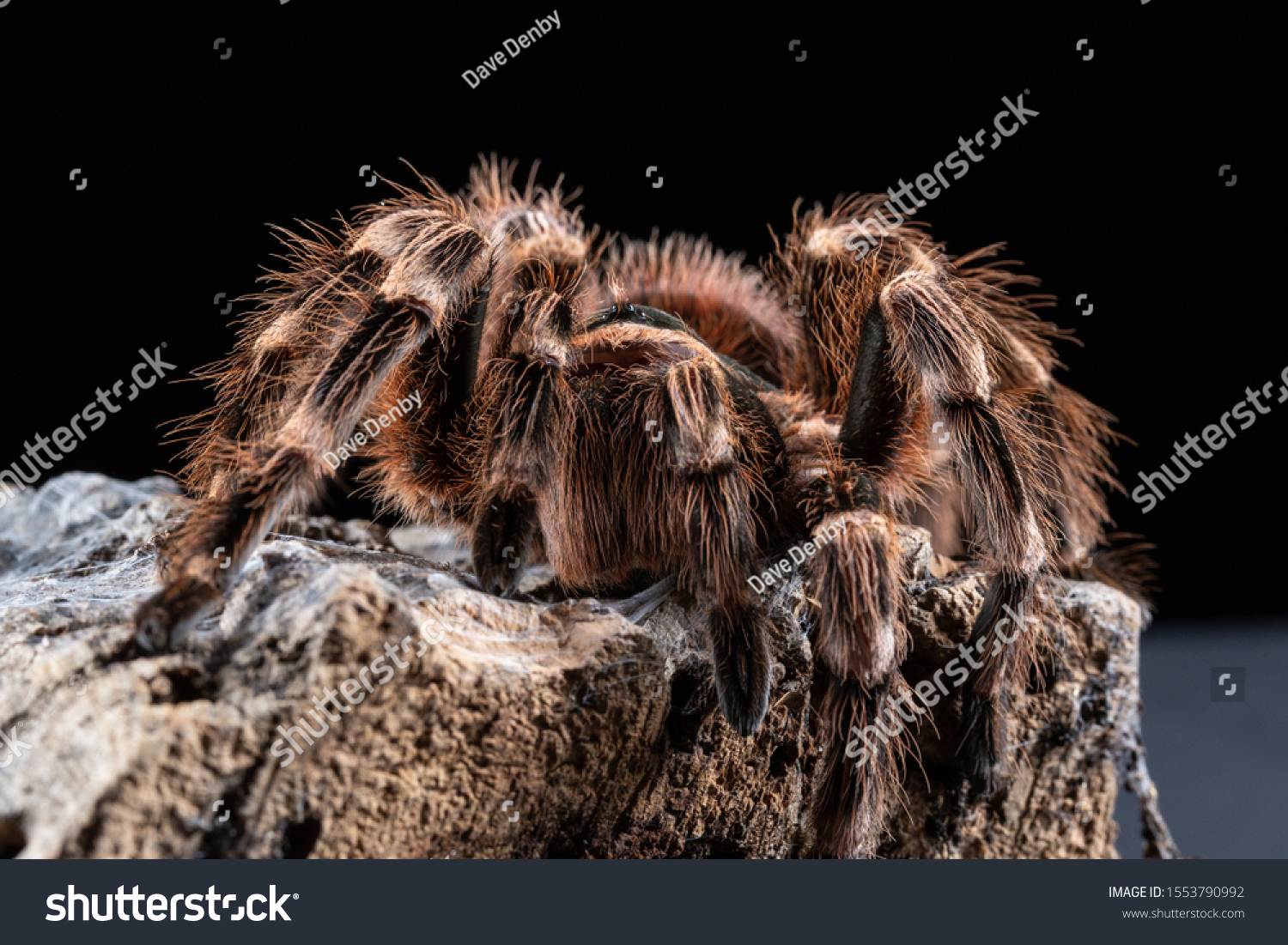 Brazilian Whiteknee Tarantula Acanthoscurria Geniculata On Stock Photo ...