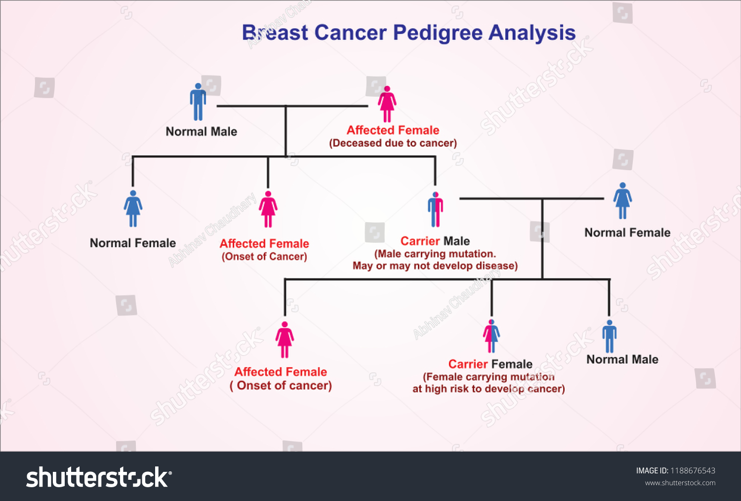 breast-cancer-pedigree-analysis-chart-stockillustration-1188676543