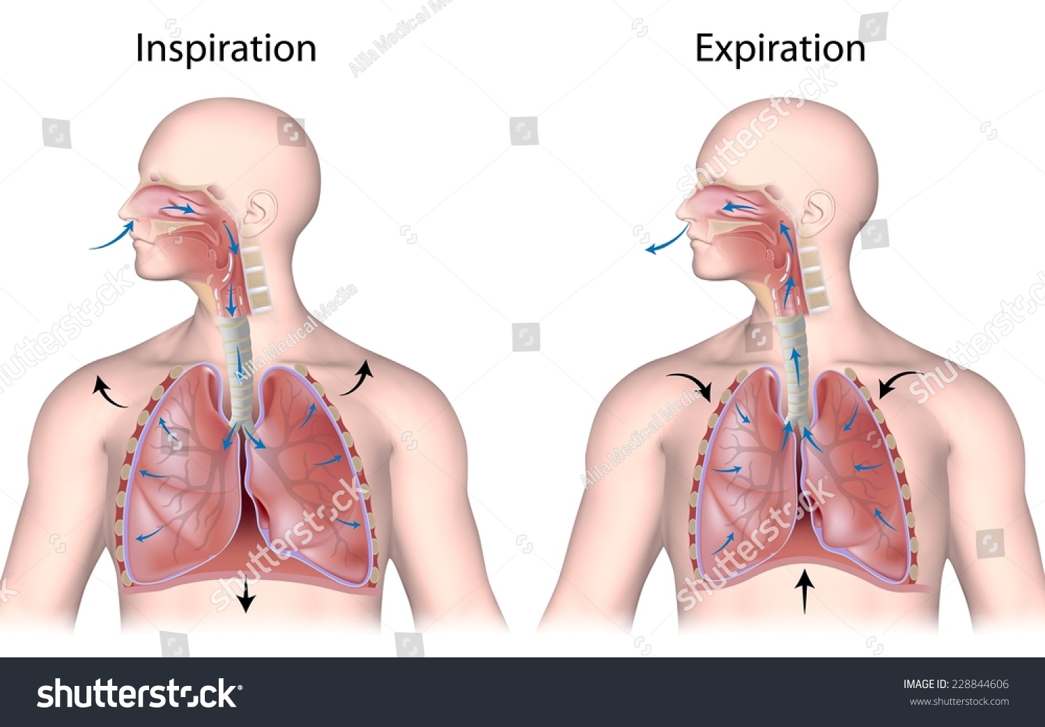 Breathing In And Out Stock Photo 228844606 : Shutterstock