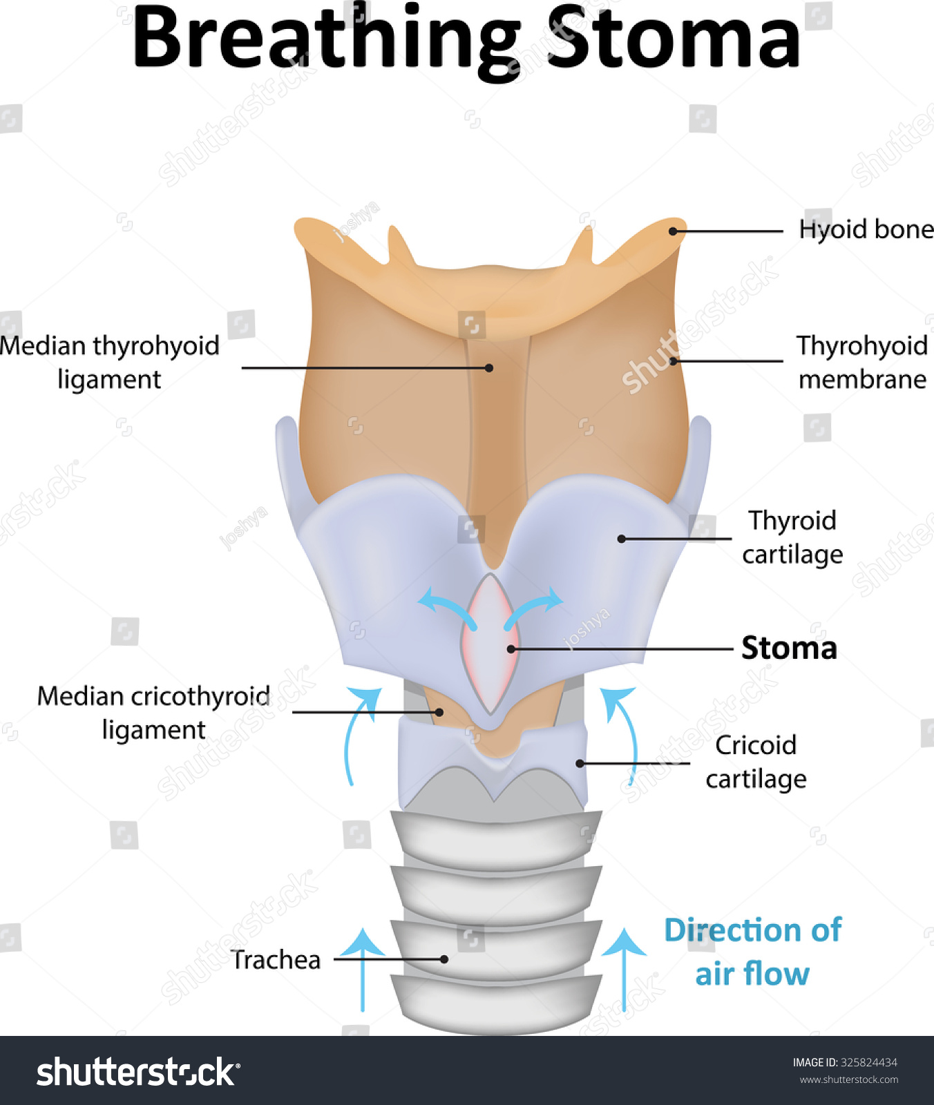 Breathing Stoma Illustration - 325824434 : Shutterstock