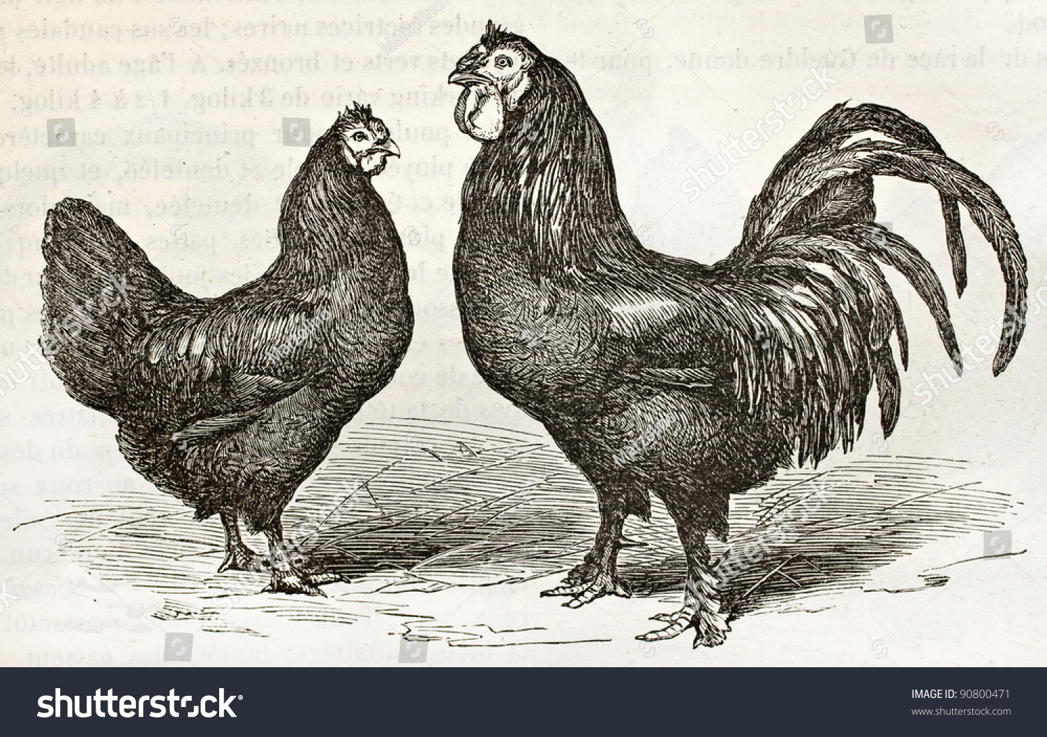 Breda Chicken Old Illustration Created By Stock Photo 90800471 ...