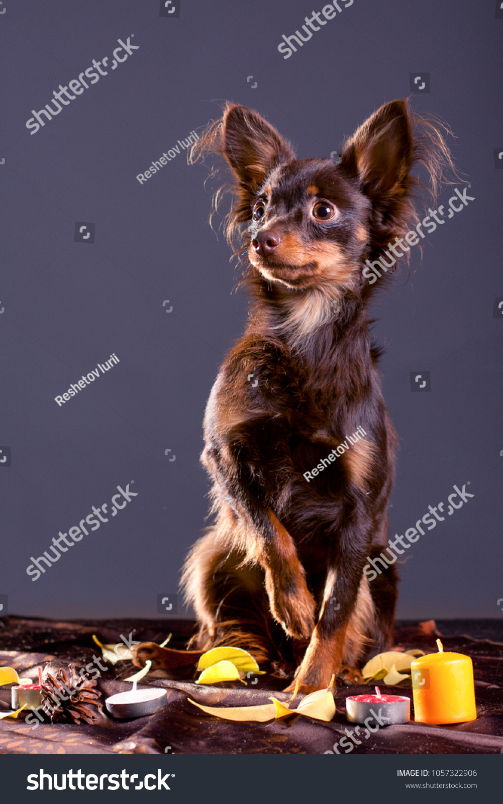 champion yorkshire terrier