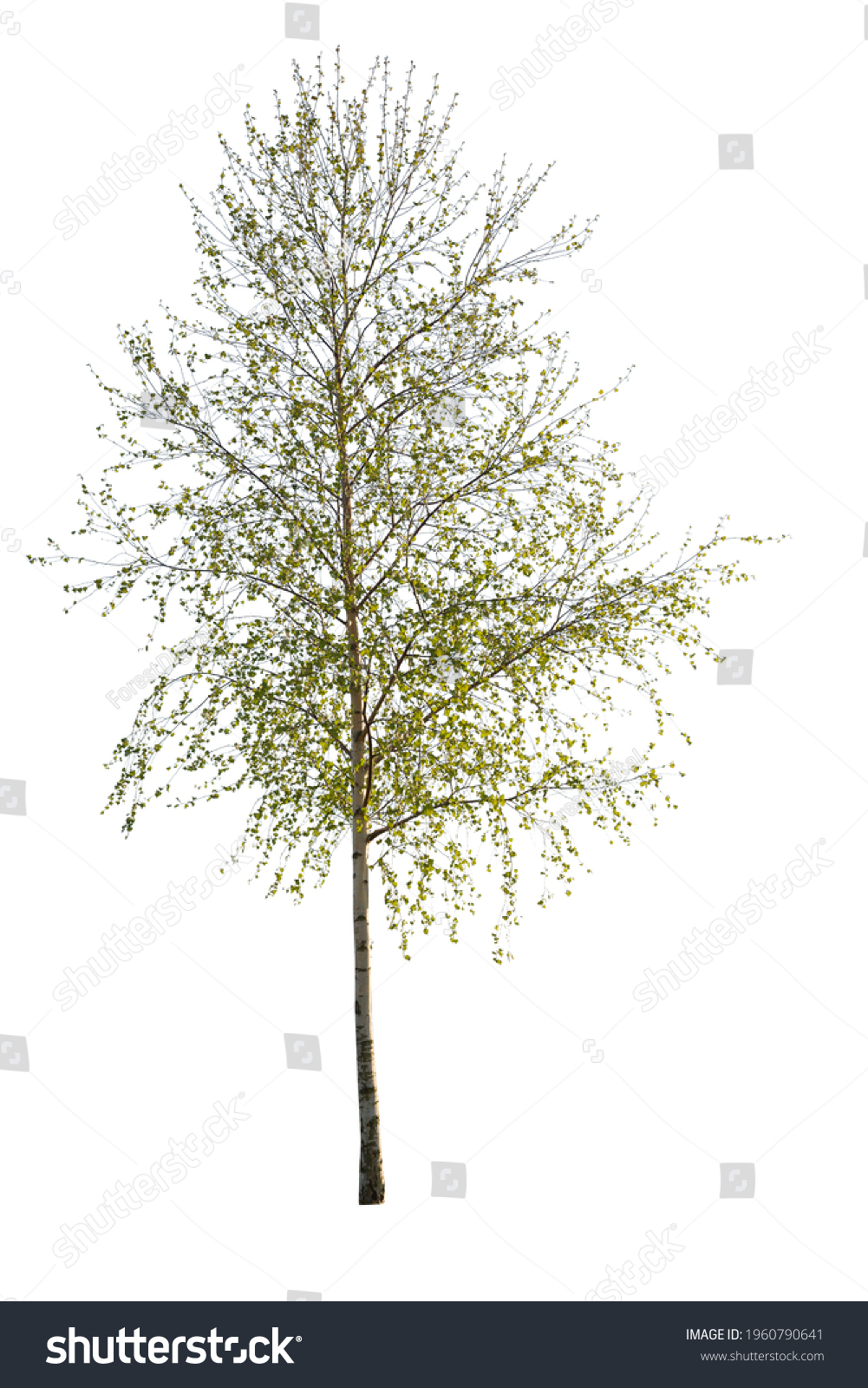 Green brich Images, Stock Photos & Vectors | Shutterstock