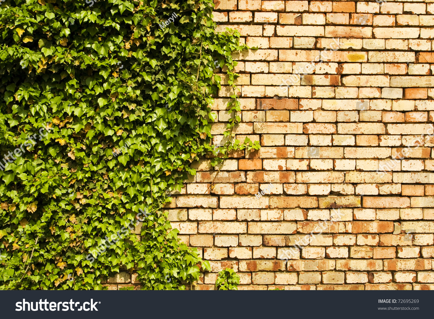 Brick Wall Texture And Green Ivy Leaves Background Stock Photo 72695269 ...