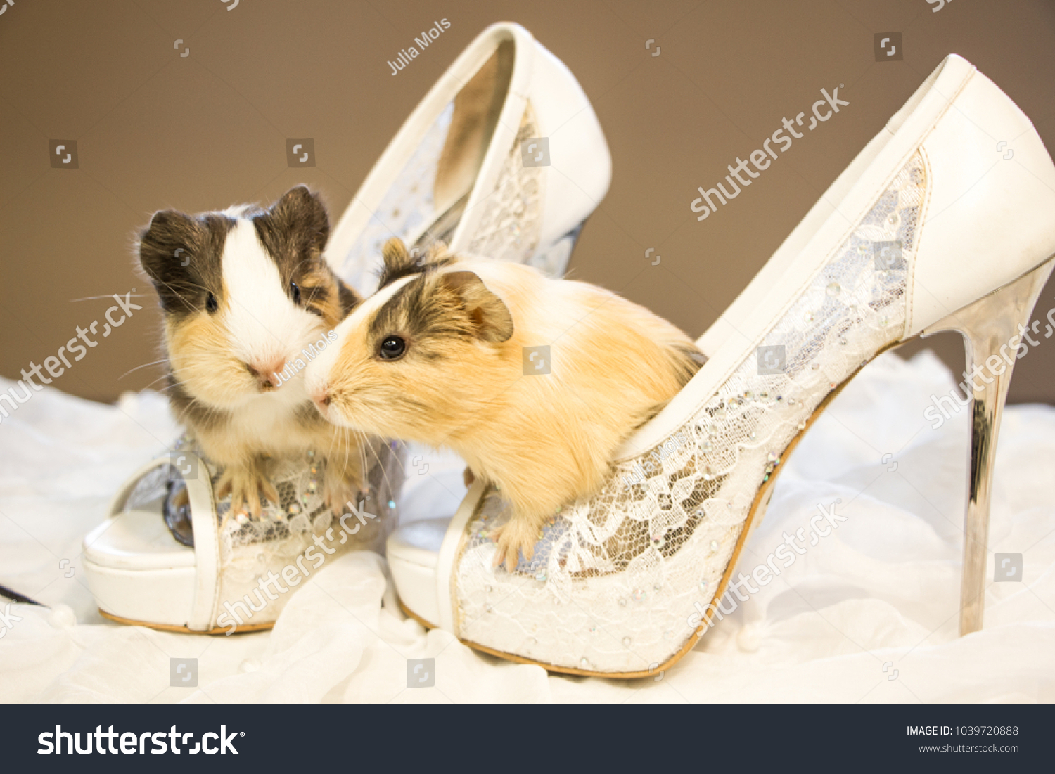 guinea pig shoes