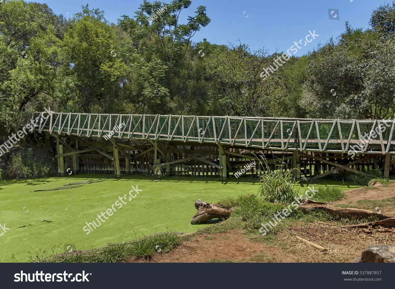 Bridge Over Green Crocodile Pond Kwena Stock Photo Edit Now