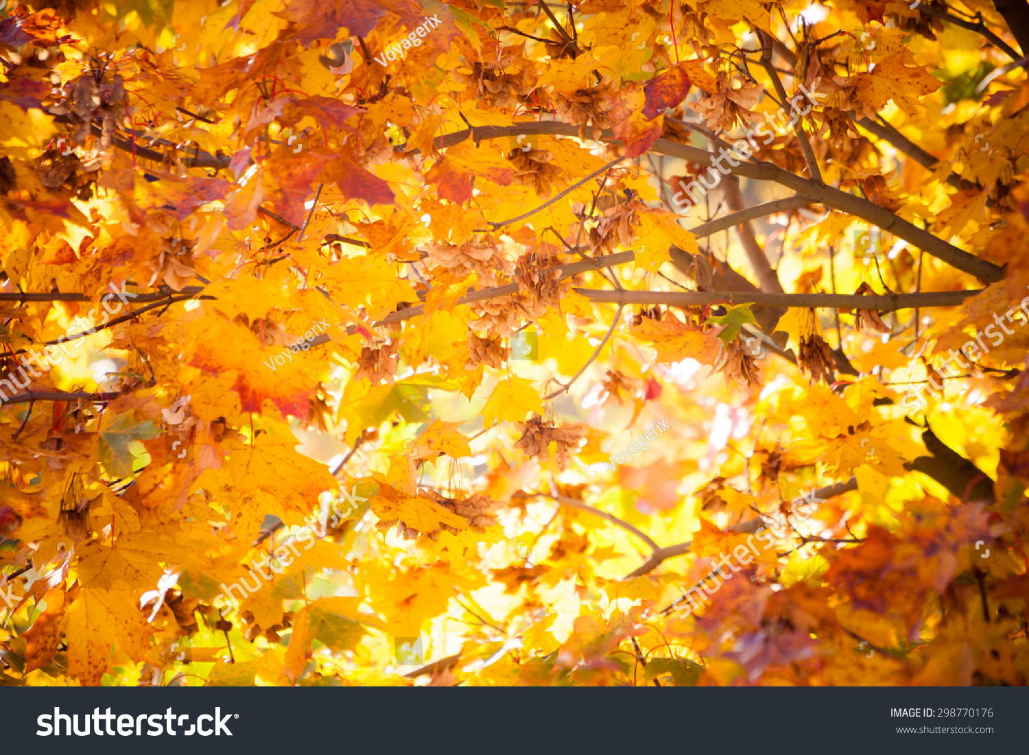 Bright Autumn Leaves Natural Environment Fall Stock Photo