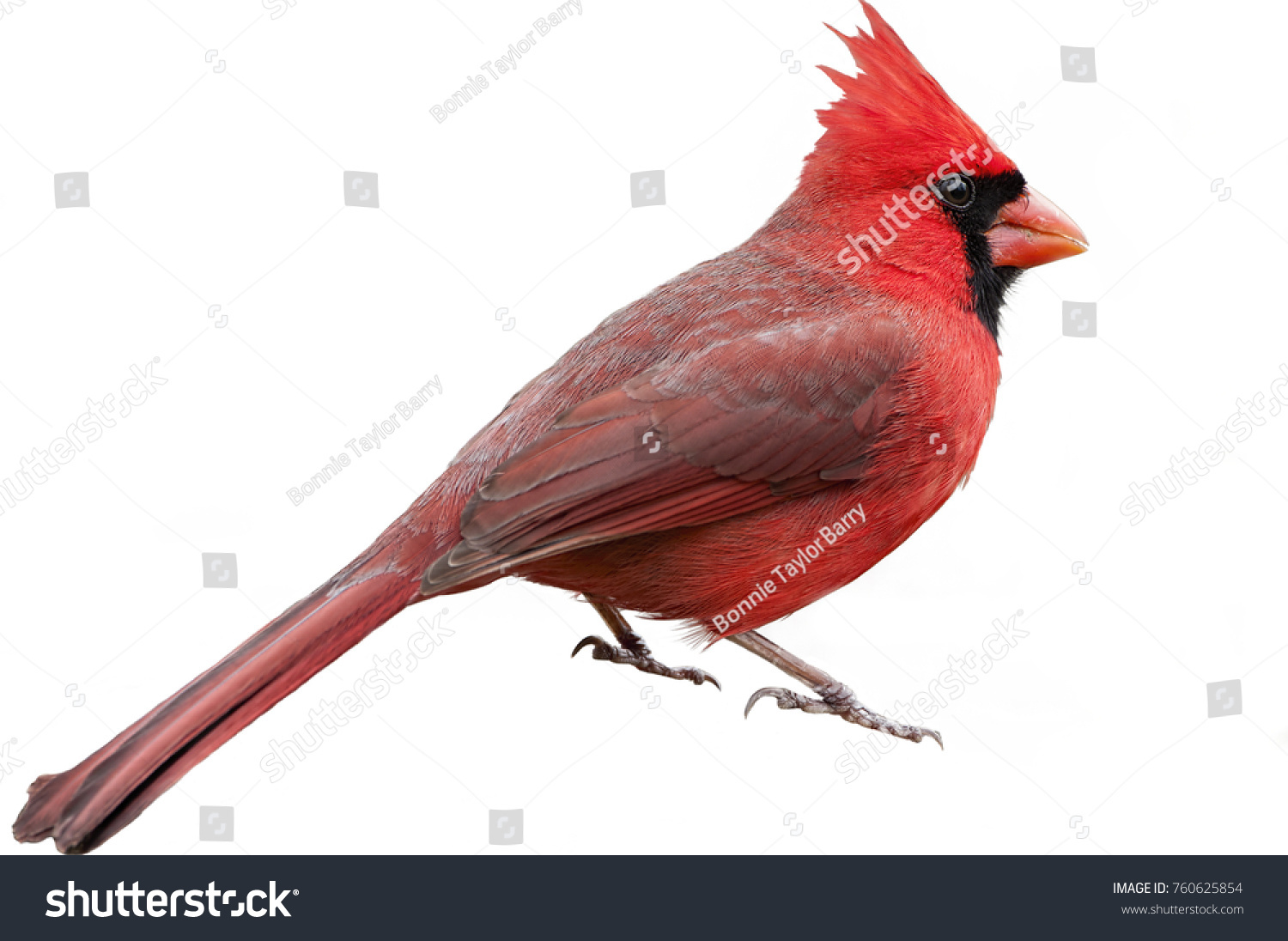 32,490 Cardinal birds Images, Stock Photos & Vectors | Shutterstock