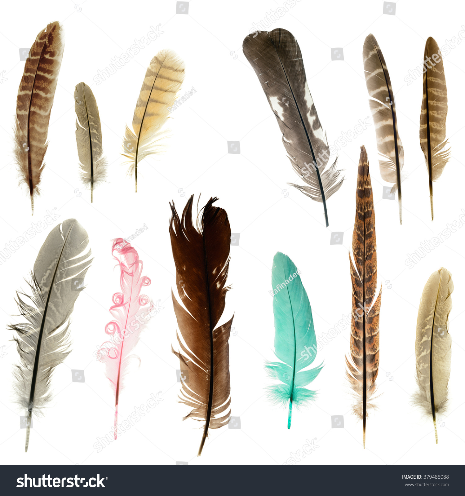 Bright Feathers Background Stock Photo 379485088 - Shutterstock