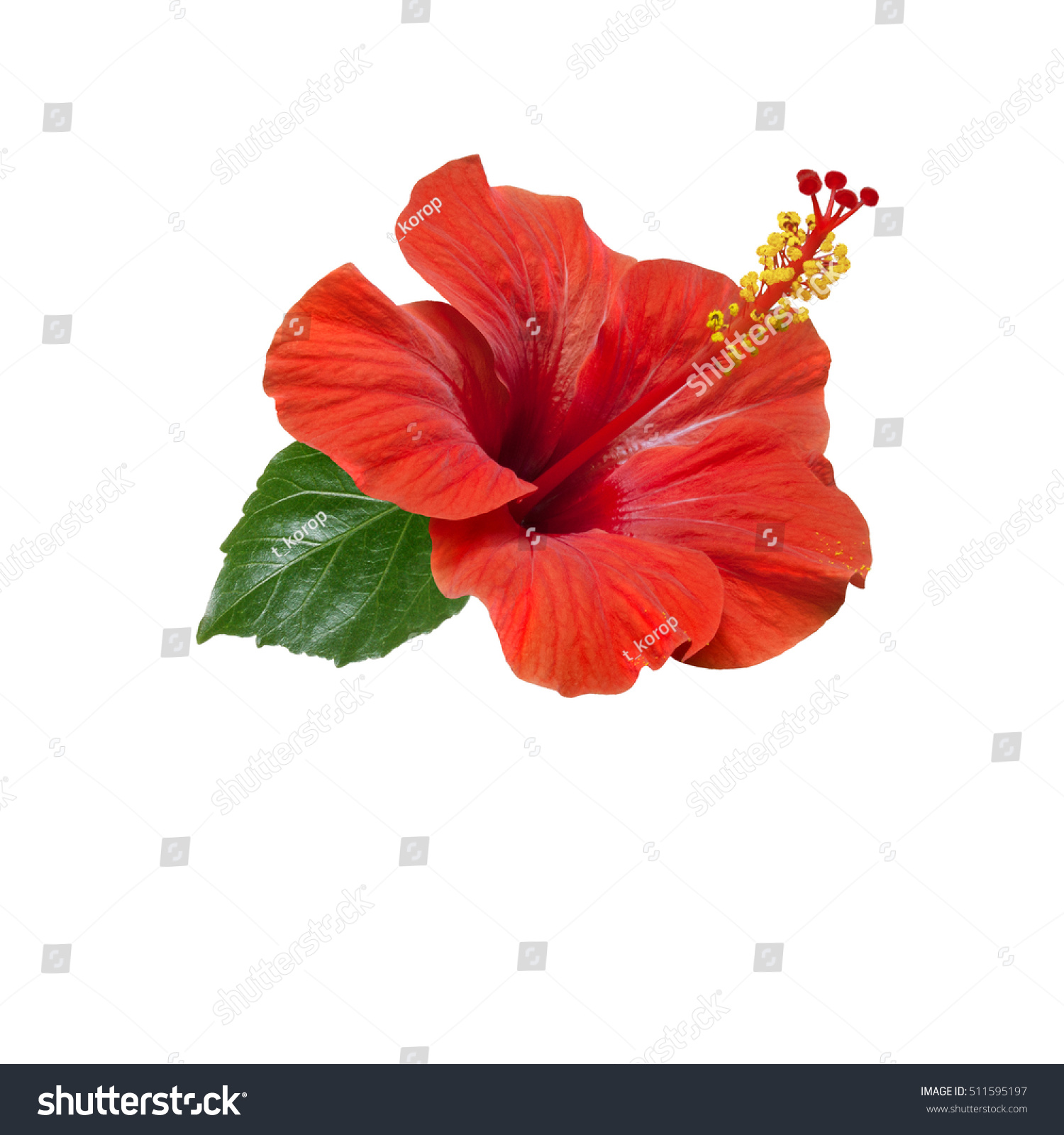 194 860 Flowers Hibiscus Stock Photos Images Photography Shutterstock 194 860 Flowers Hibiscus Stock Photos Images Photography Shutterstock