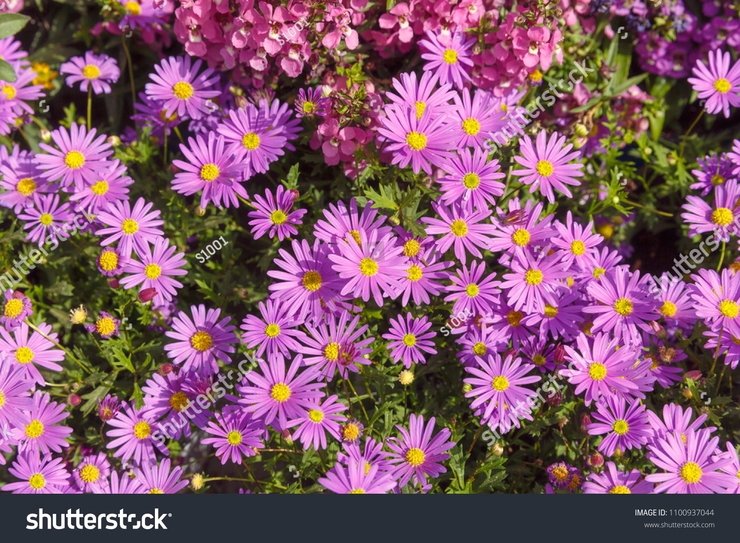 Bright Pink Asters Background Stock Photo Edit Now 1100937044