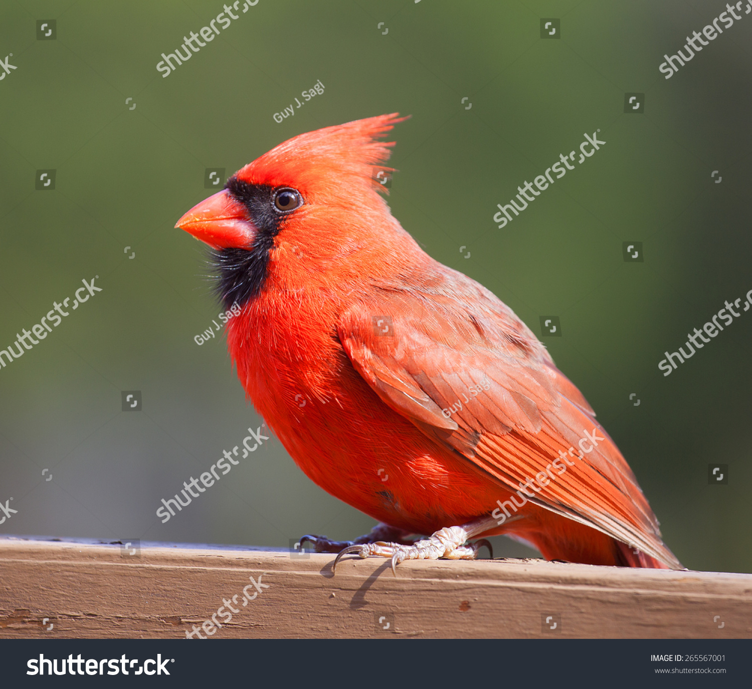 Bright Red Cardinal Bird On Wood Stock Photo 265567001 - Shutterstock