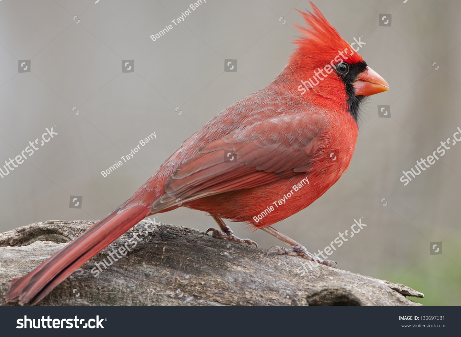 Bright Red Northern Cardinal On Log Stock Photo 130697681 : Shutterstock