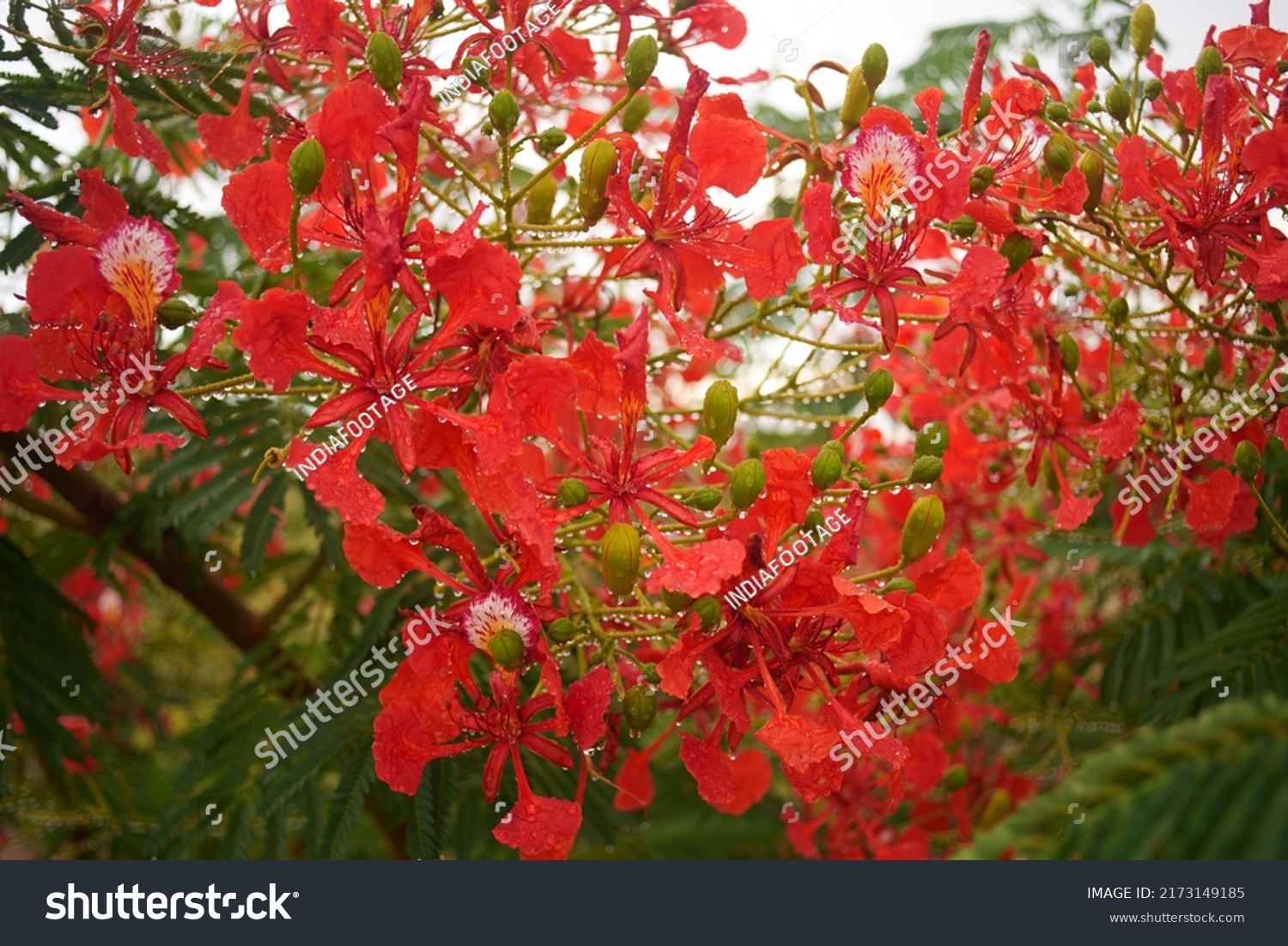 Bright Red Orange Scarlet Blossoms Ornamental Stock Photo 2173149185 ...