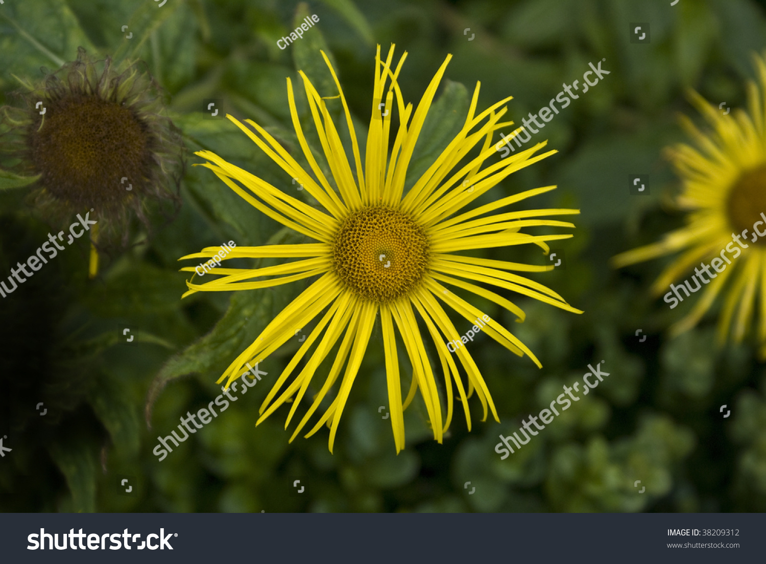 Bright Yellow Daisy Like Flower Inula Hookeri Stock Photo 38209312 ...