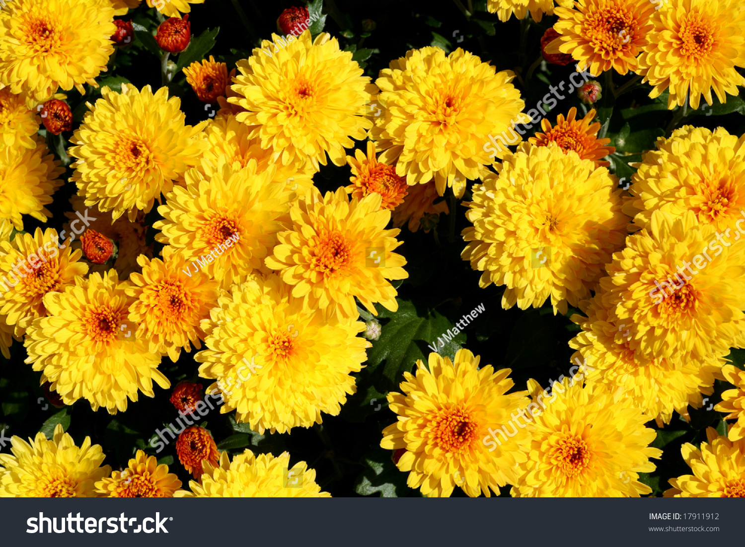 Common Yellow Garden Flowers bright yellow fall chrysanthemum common garden stock photo Common Yellow Garden Flowers bright yellow fall chrysanthemum common garden stock photo