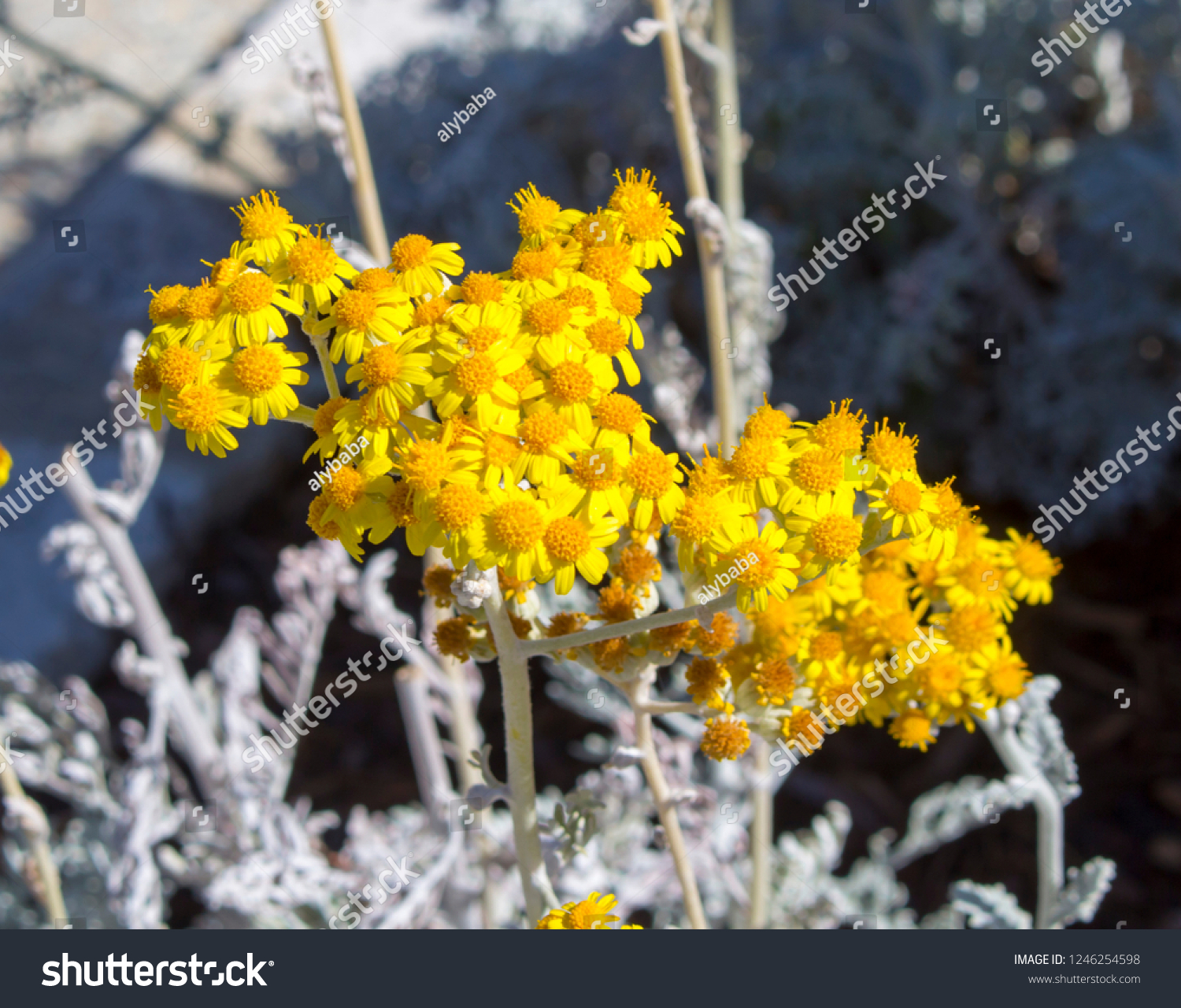 Bright Yellow Flowers Hardy Coastal Plant Stock Photo Edit Now Bright Yellow Flowers Hardy Coastal Plant Stock Photo Edit Now