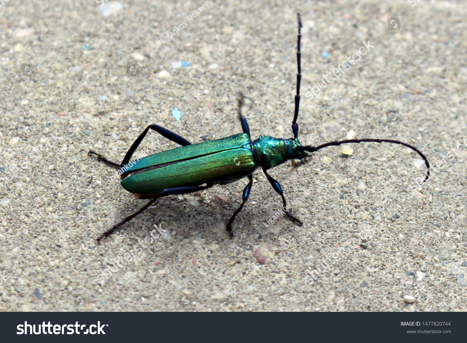 Brightly Green Insect Mustachioed Bug Wings Stock Photo Edit Now 1477820744