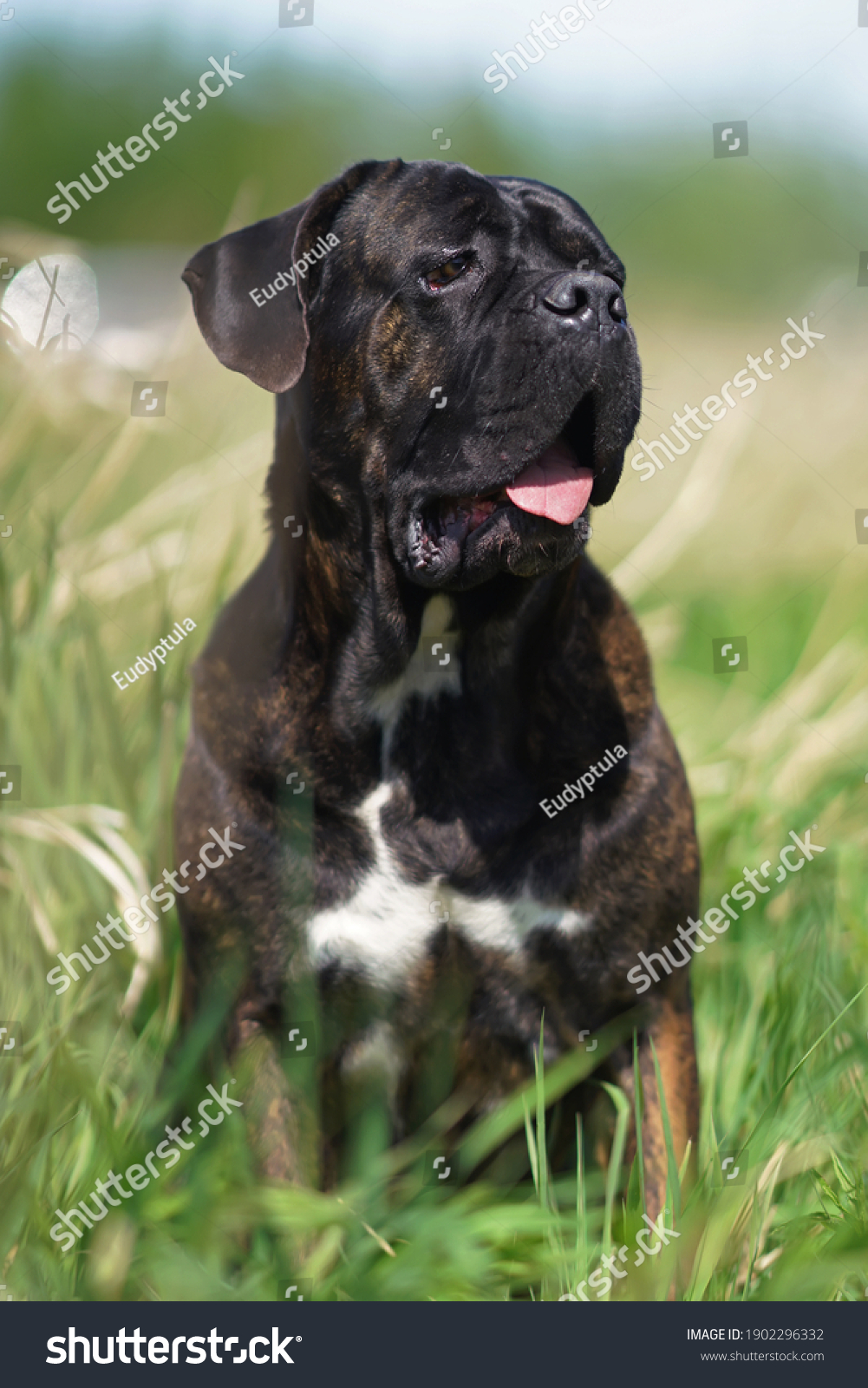 Brindle Cane Corso Dog Uncropped Ears Stock Photo Edit Now 1902296332