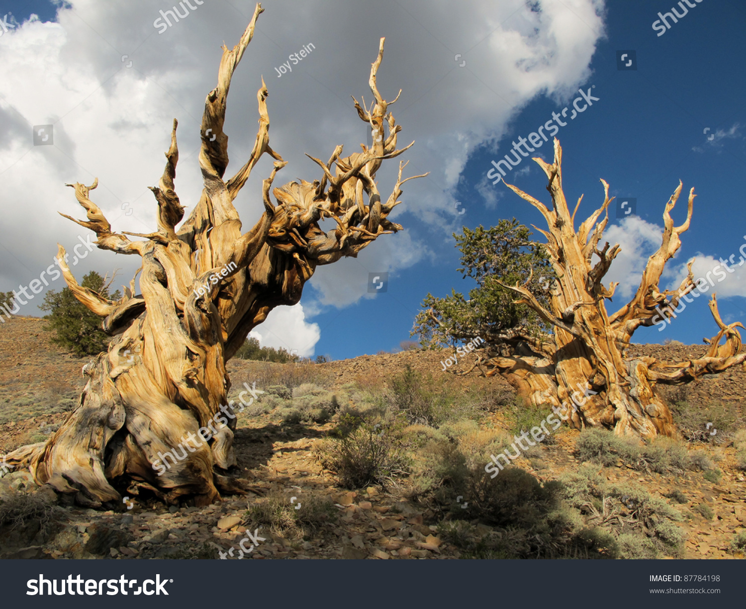 Bristlecone Pine Stock Photo 87784198 : Shutterstock