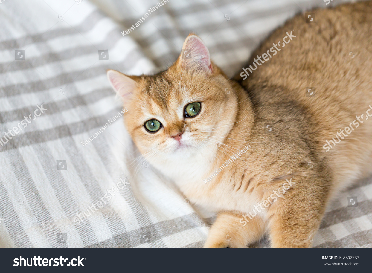 golden chinchilla cat