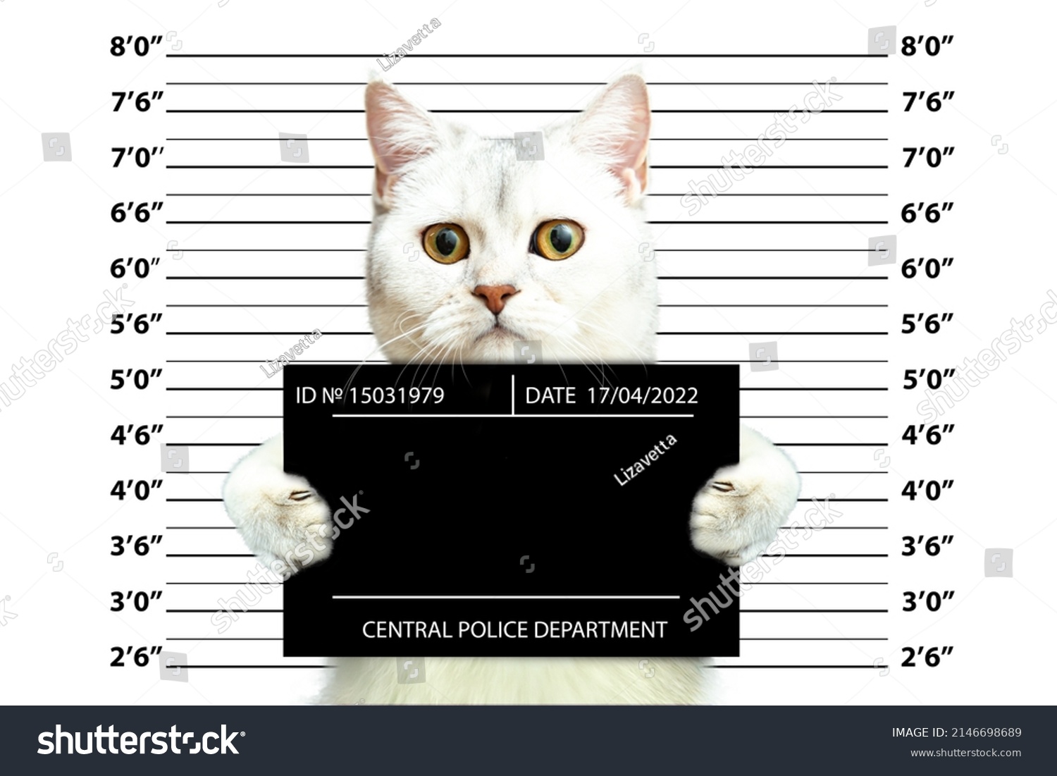 845 Cat Jail Images, Stock Photos & Vectors 