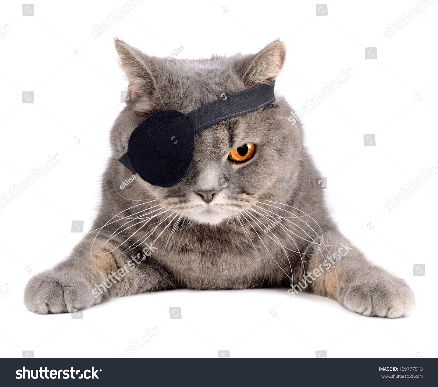 British Cat Caribbean Pirate Costume Eye Stock Photo Edit Now 169777913