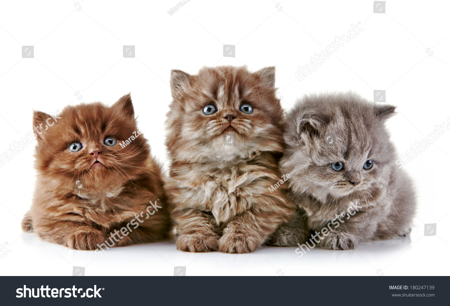 British Long Hair Kittens, 5 Weeks Old Stock Photo 180247139 : Shutterstock