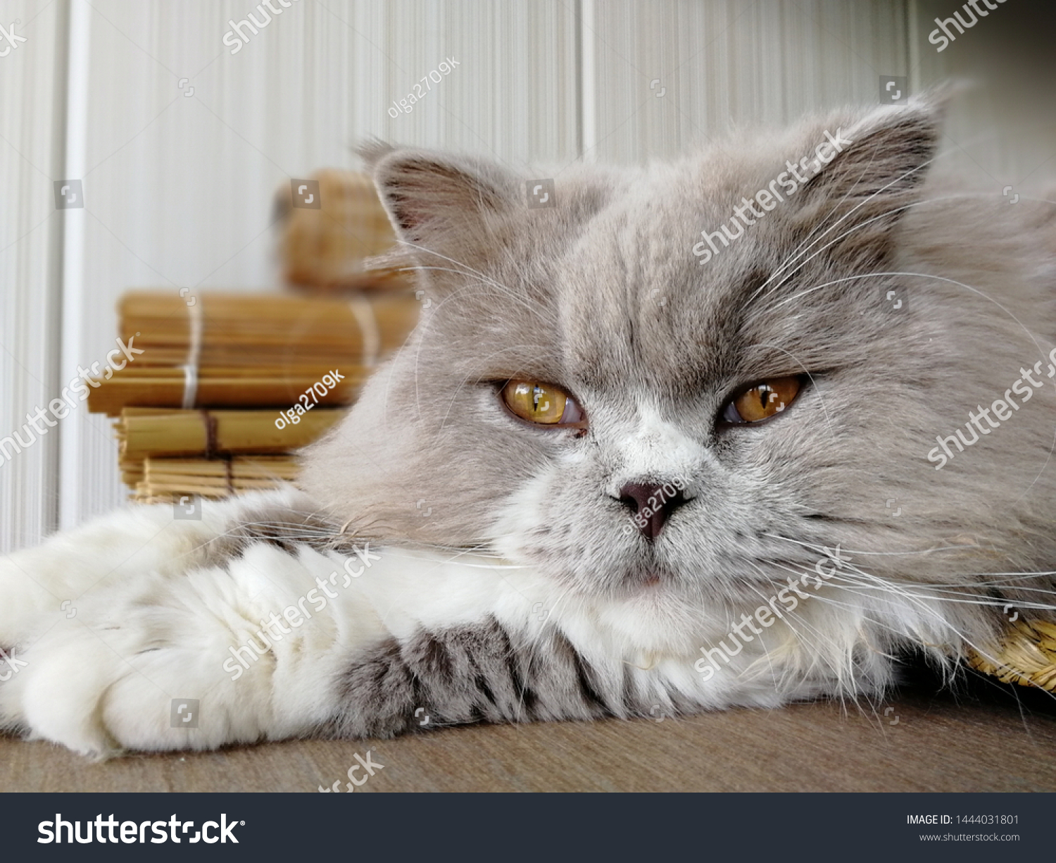 British Longhaired Lilac Bicolor Cat Stock Photo Edit Now