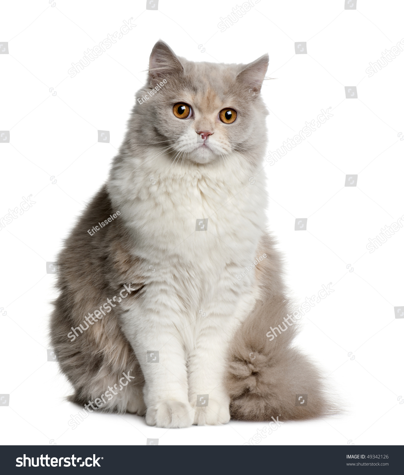 British Longhair Cat 8 Months Old Stock Photo 49342126 Shutterstock