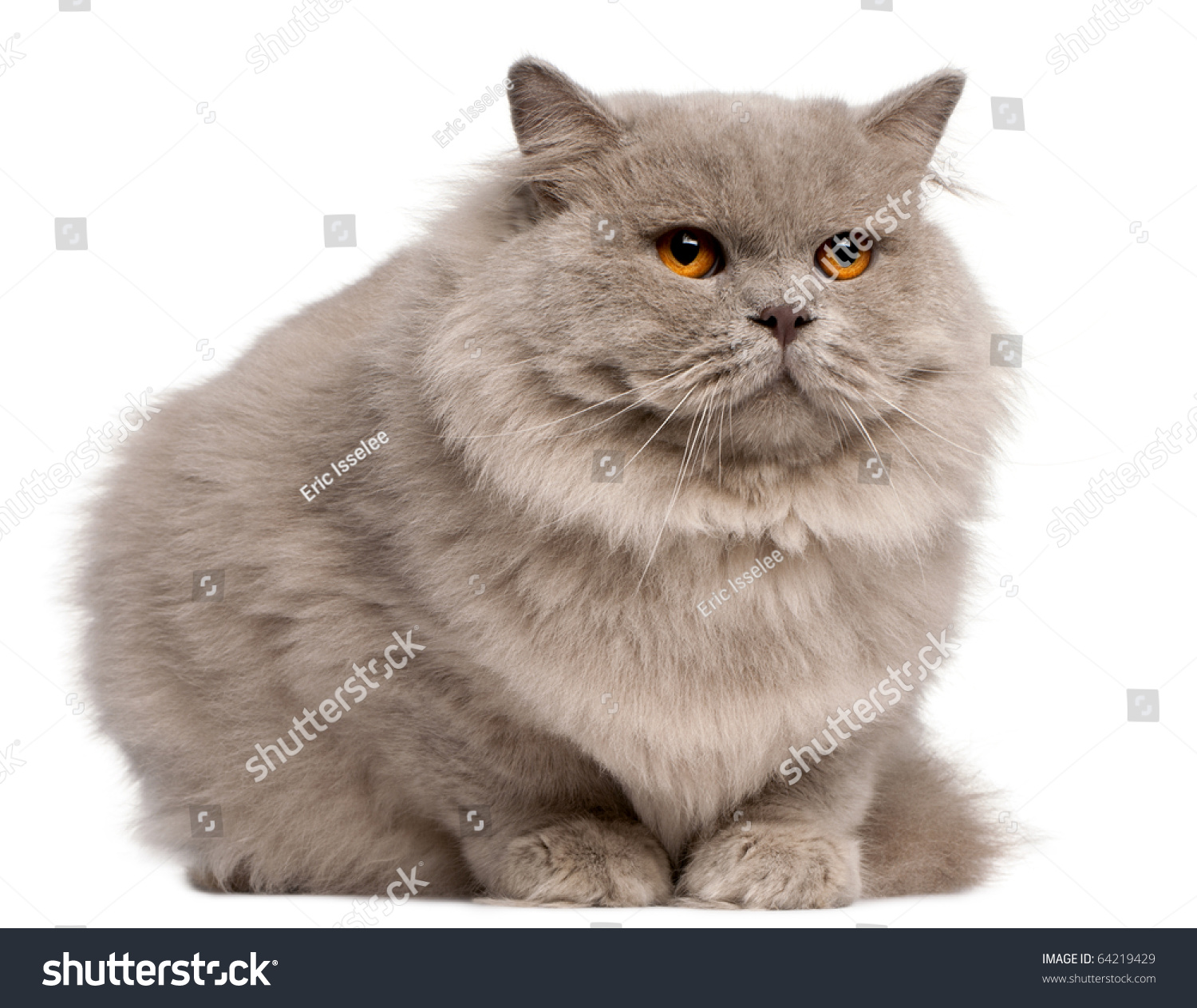 British Longhair Cat 2 Years Old Stock Photo 64219429 Shutterstock