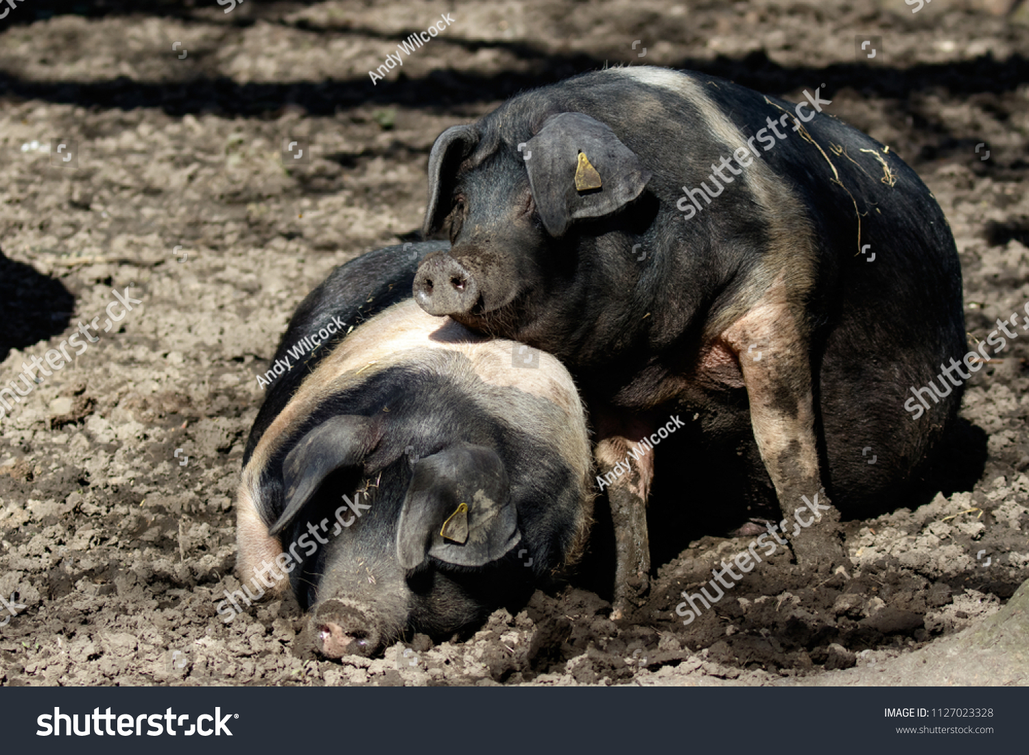 1/32ème britains saddleback boar/pig black-reference 2167 