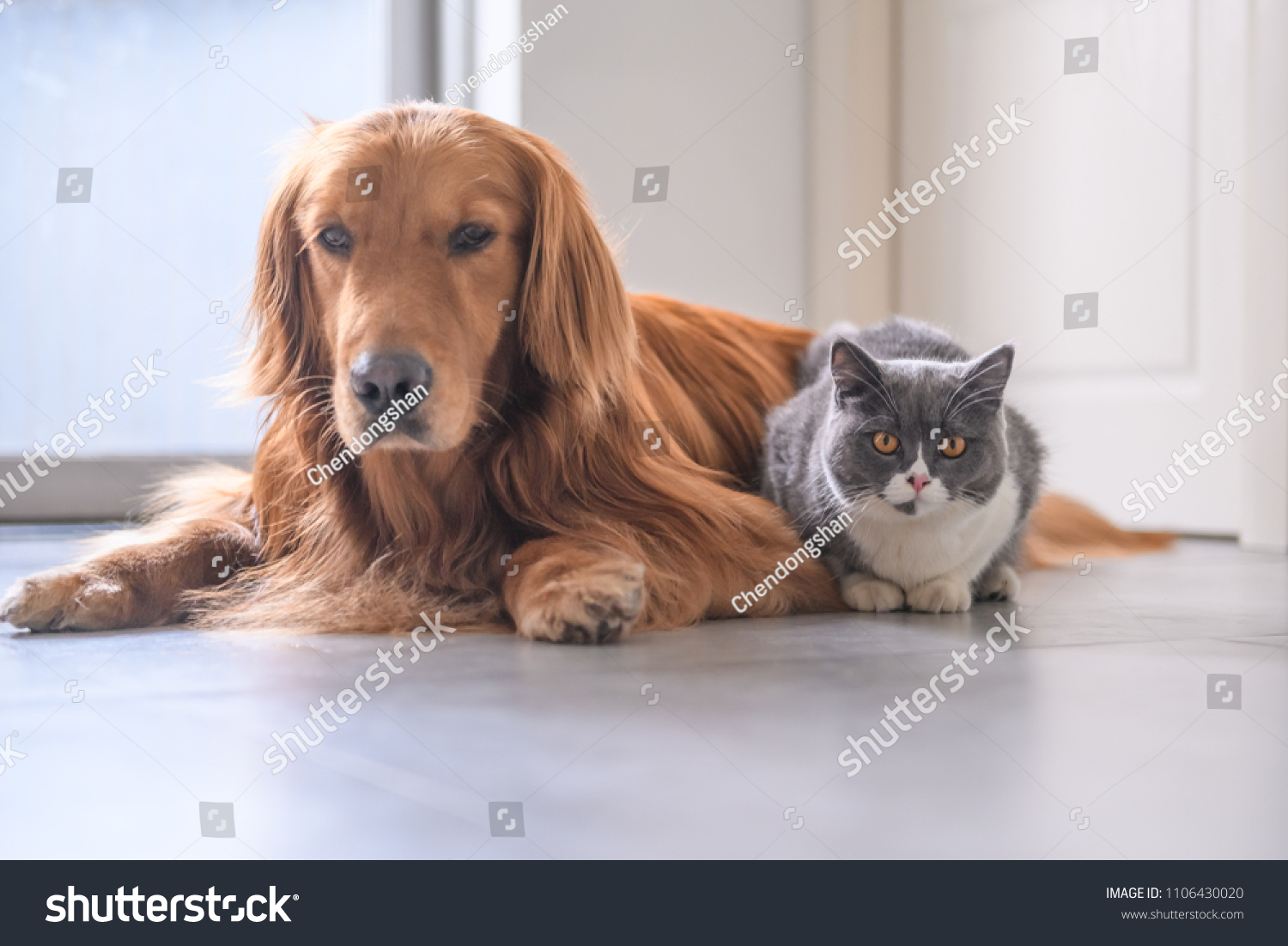 British Short Hair Cat Golden Retriever Stock Photo Edit Now