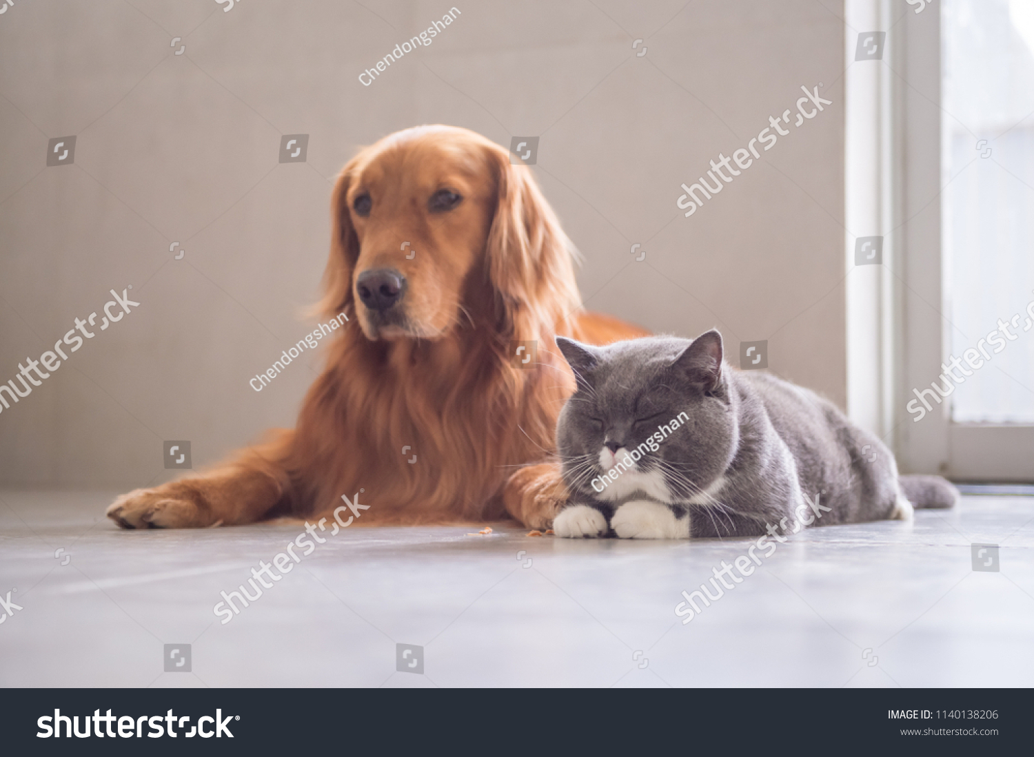 British Short Hair Cat Golden Retriever Stock Photo Edit Now