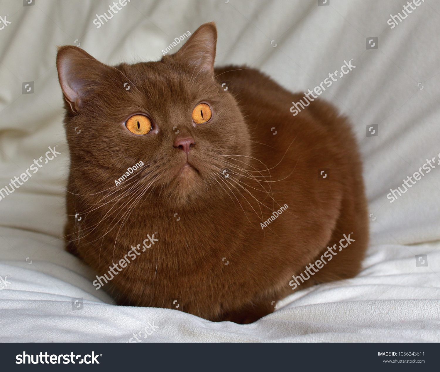 British Short Hair Cat Brown Cat Stock Photo Edit Now 1056243611