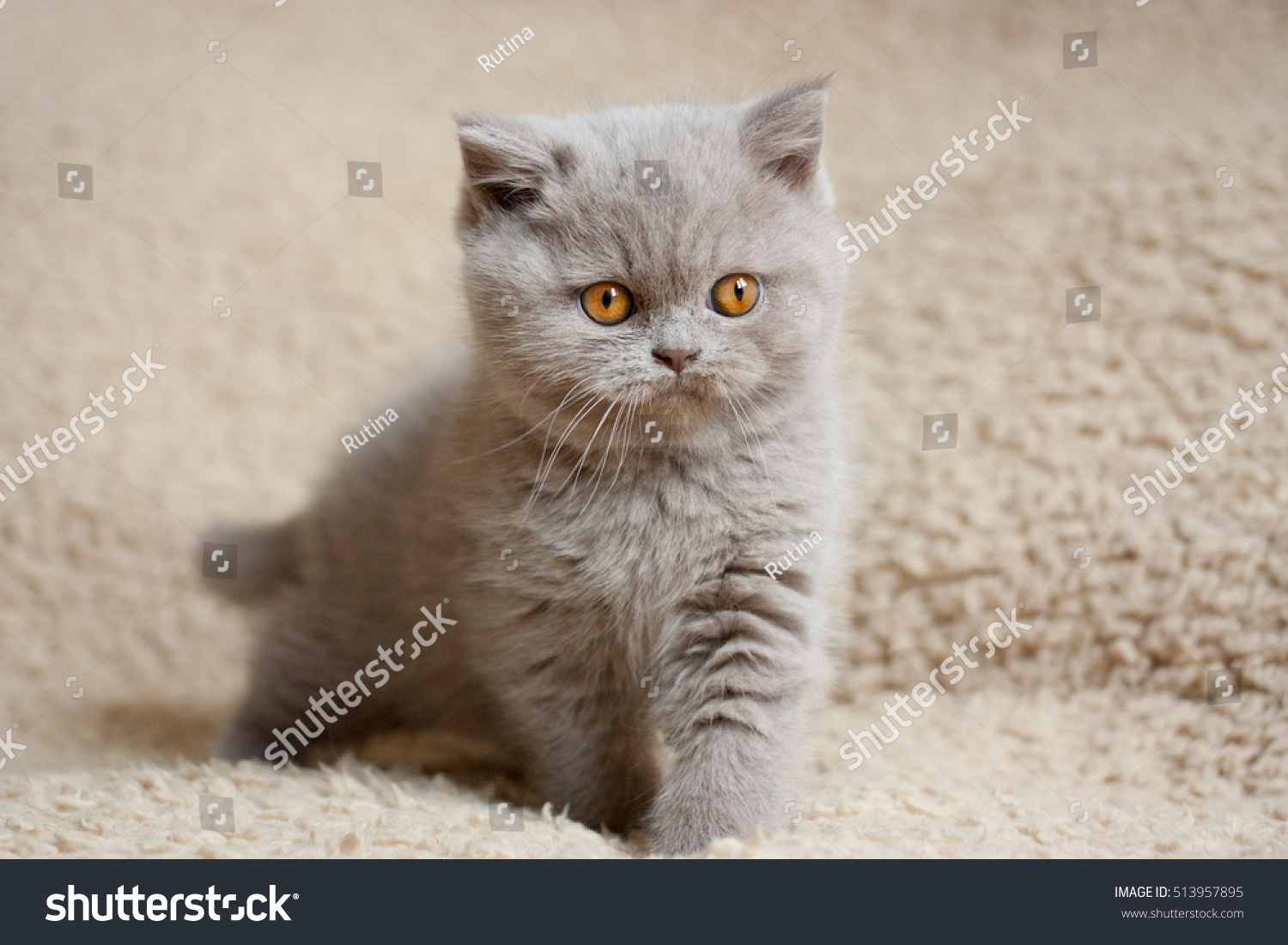 British Short Hair Kitten 2 Months Stock Photo Edit Now 513957895