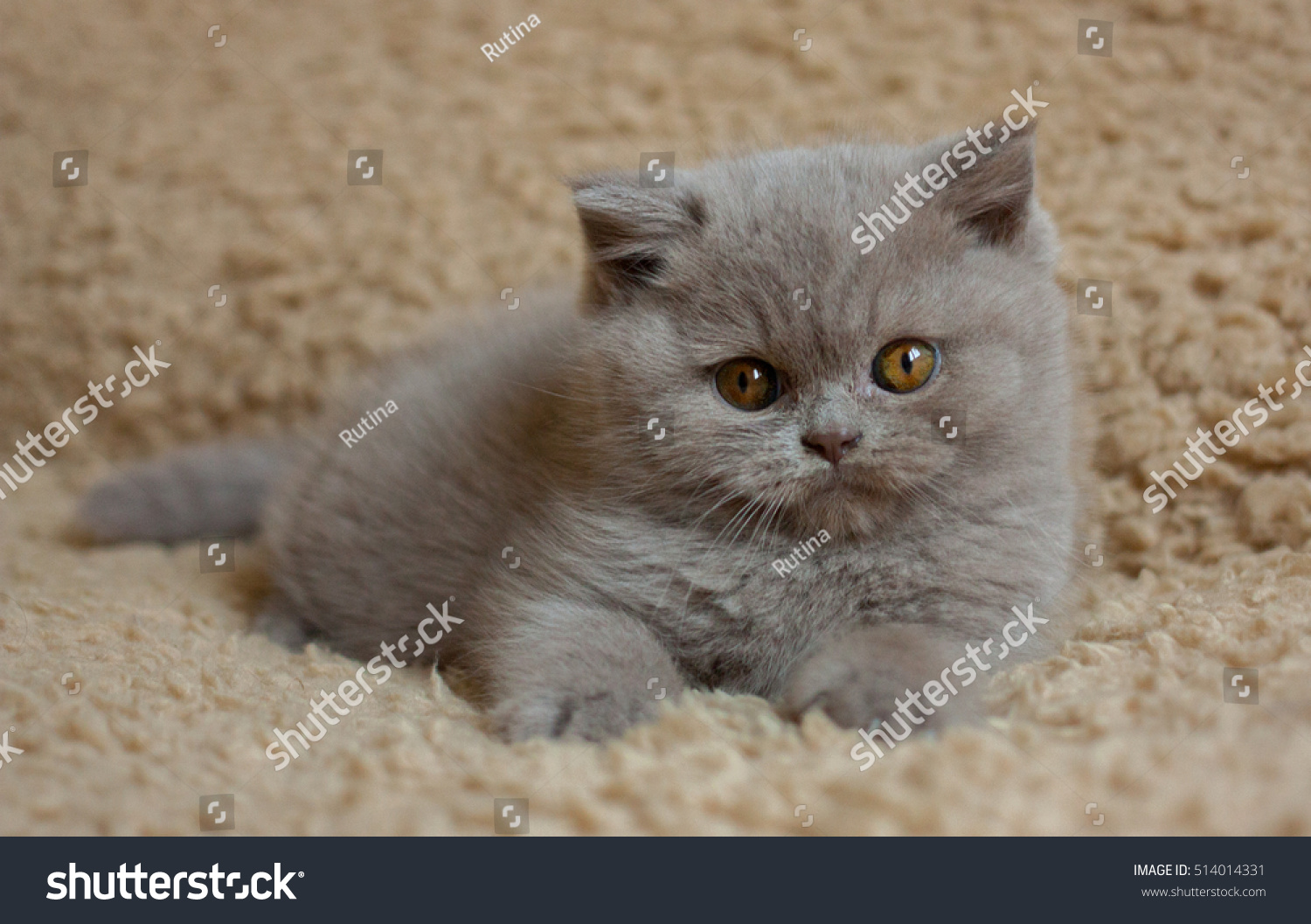 British Short Hair Kitten 2 Months Stock Photo Edit Now 514014331