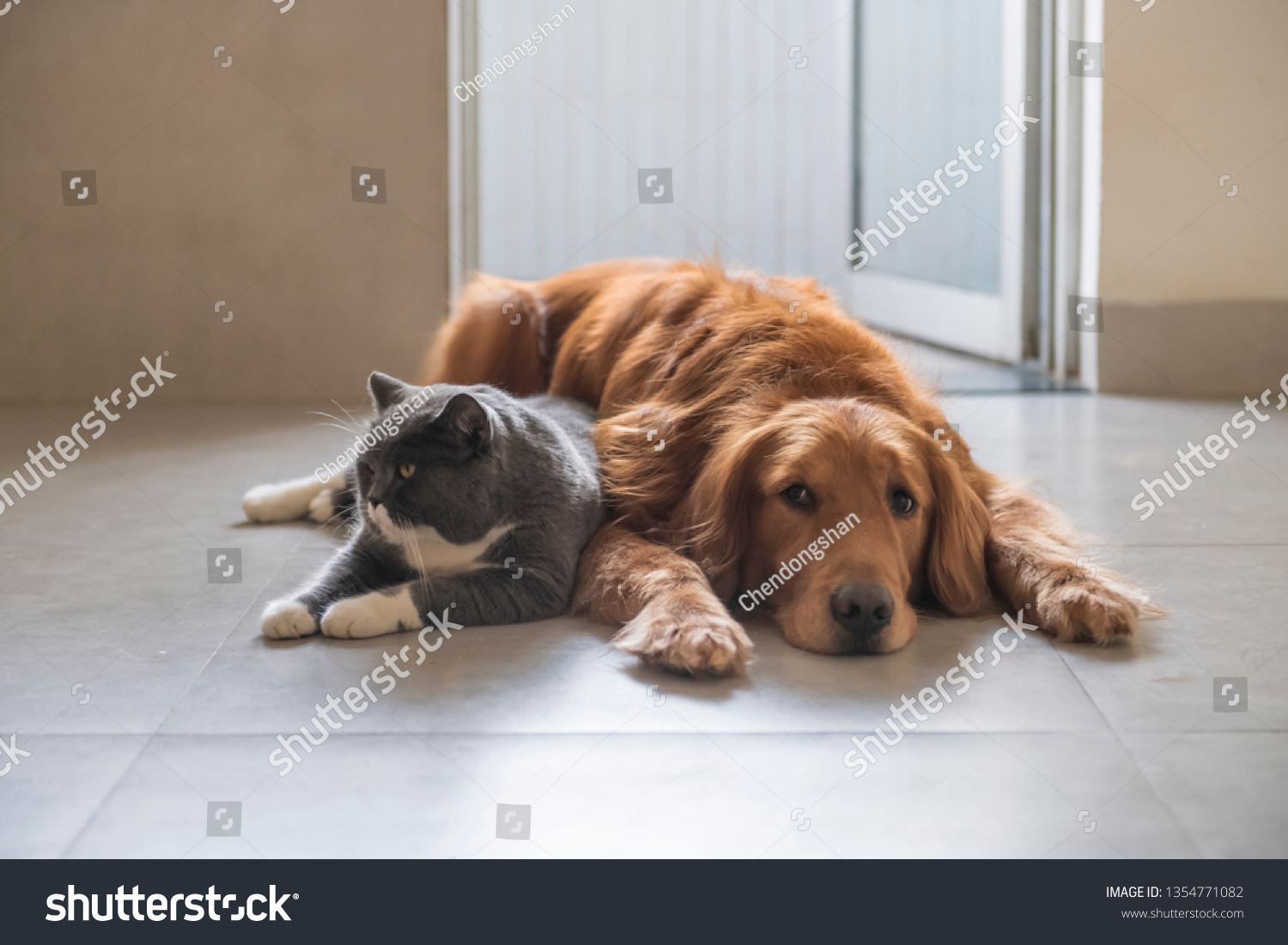 British Shorthaired Cats Golden Retriever Dogs Stock Photo Edit